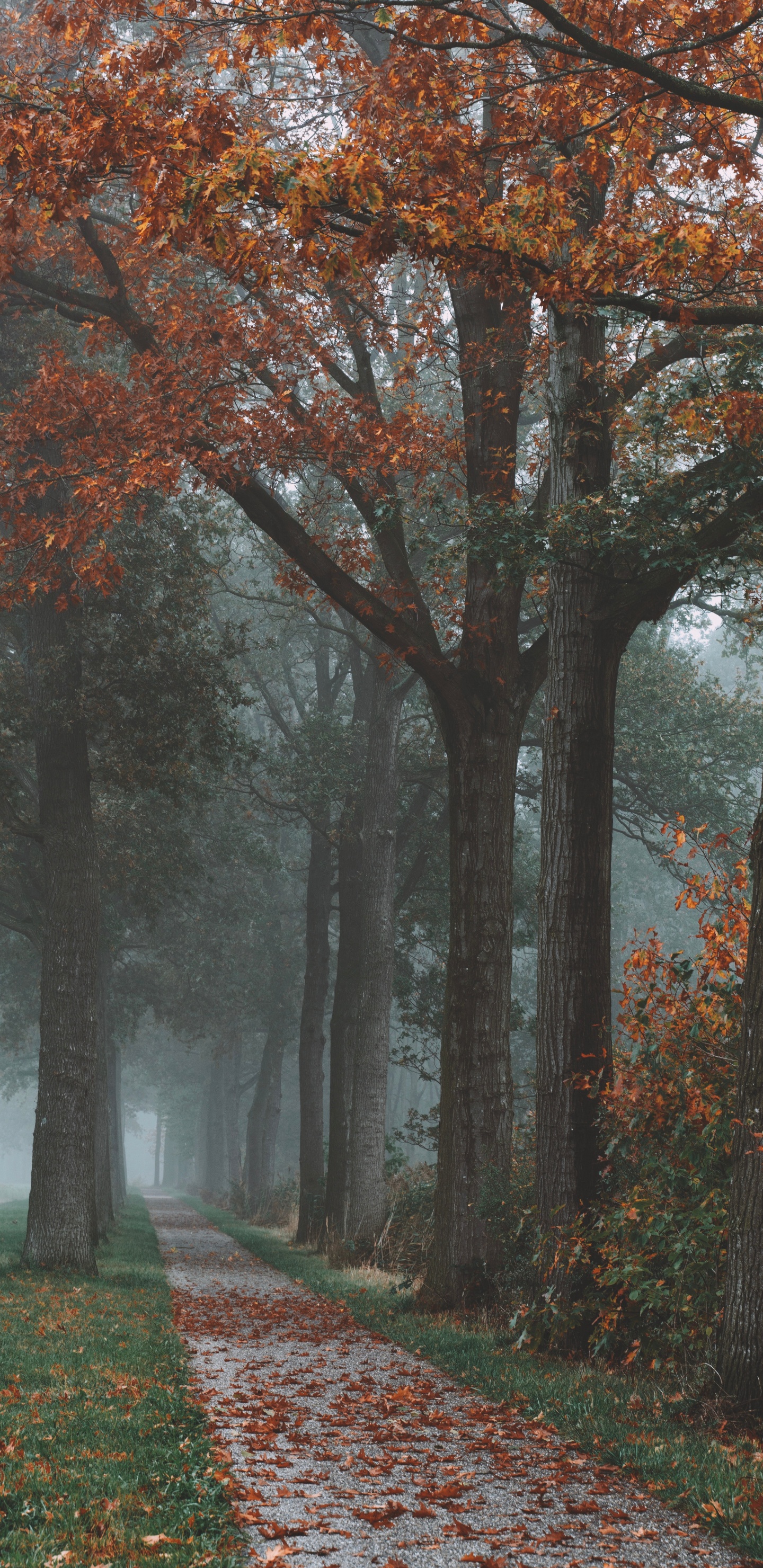 Обои дерево, природа, природный ландшафт, лист, осень в разрешении 1440x2960