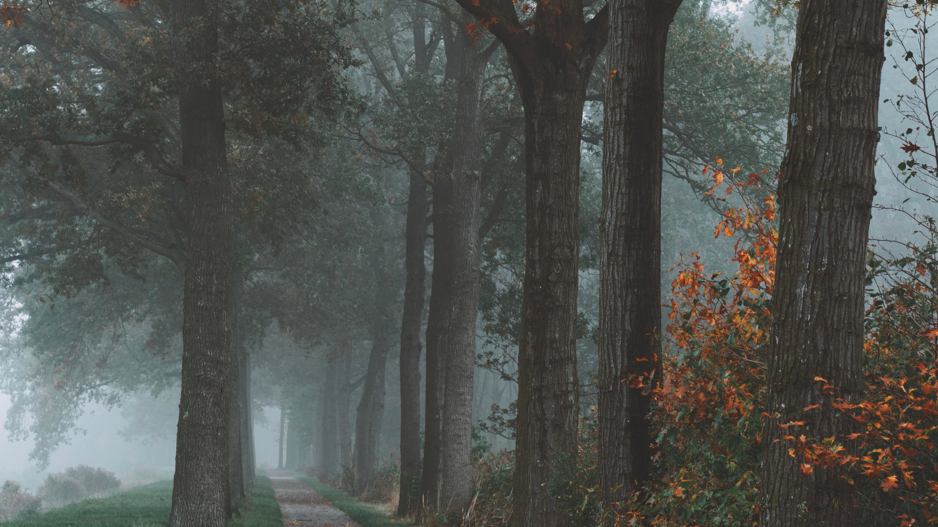 Обои дерево, природа, природный ландшафт, лист, осень в разрешении 1920x1080