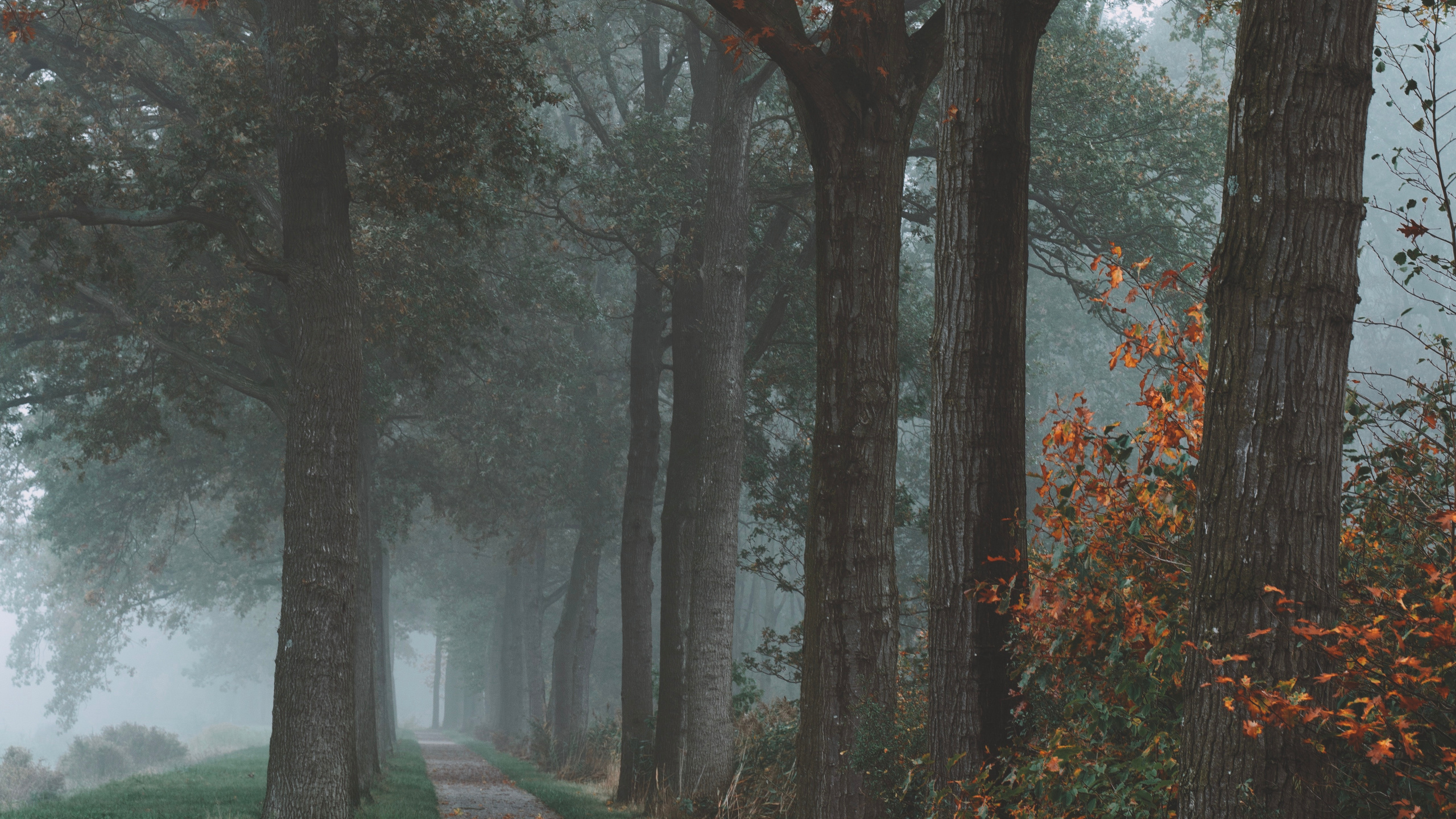 Обои дерево, природа, природный ландшафт, лист, осень в разрешении 2560x1440