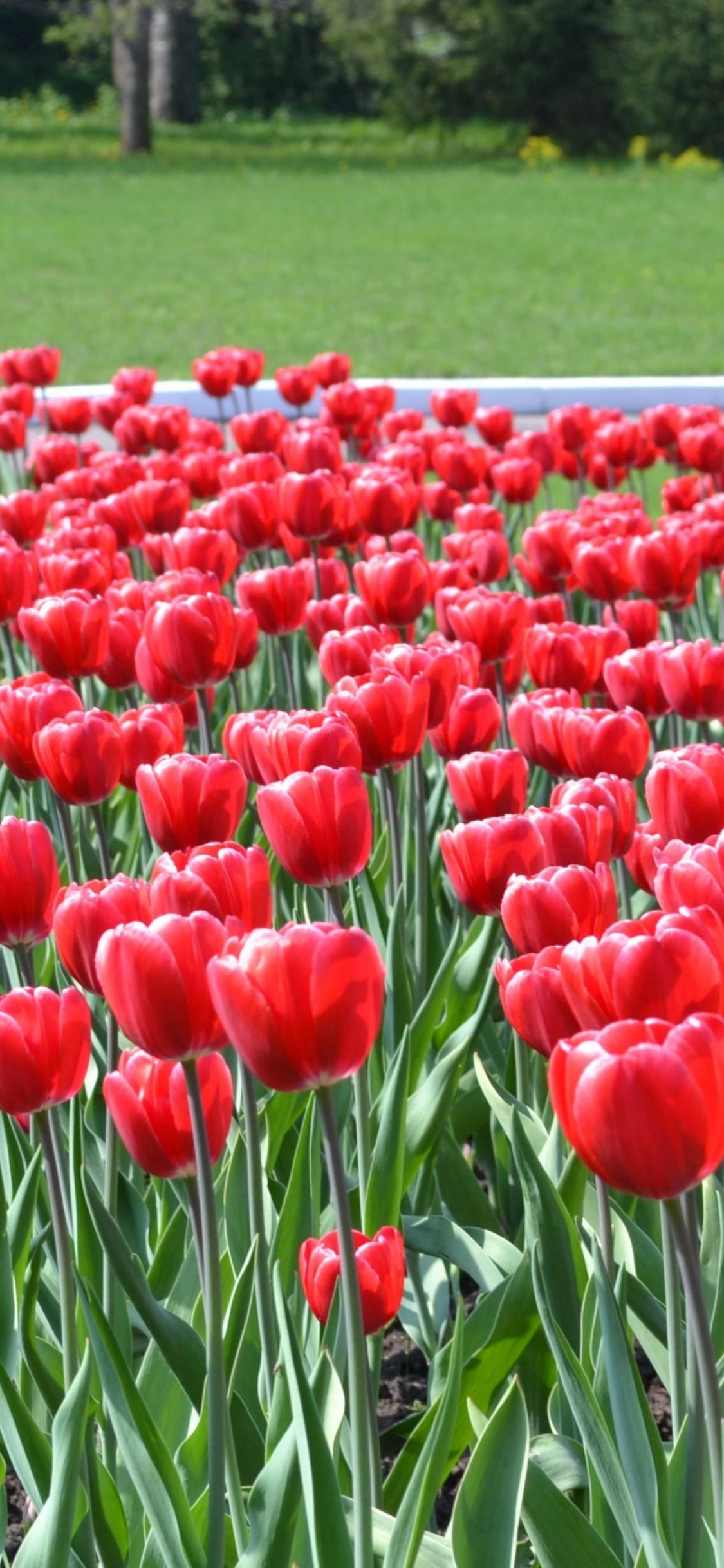 Обои цветник, цветковое растение, газон, цветение, семенные растения в разрешении 1125x2436