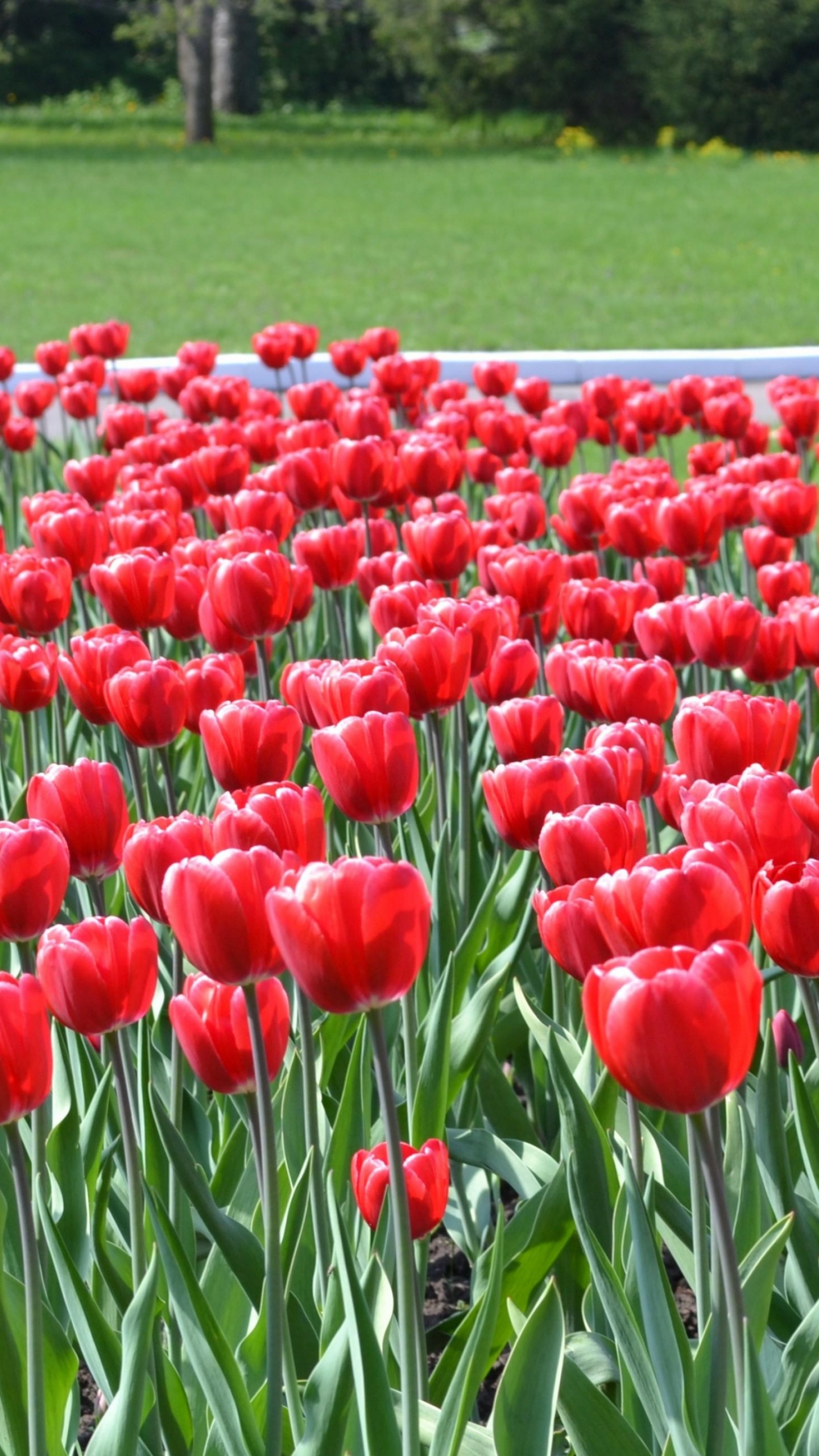 Обои цветник, цветковое растение, газон, цветение, семенные растения в разрешении 1440x2560