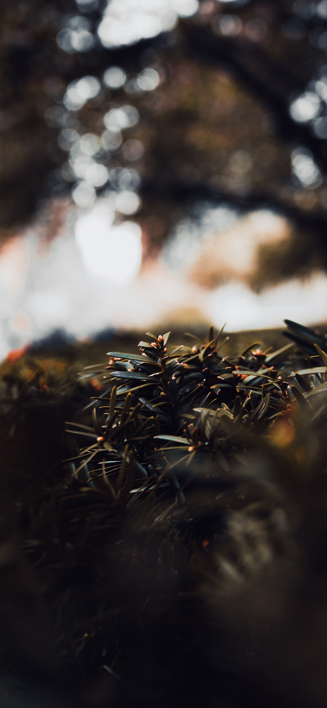 Обои прут, коричневый цвет, лист, солнечный свет, природа в разрешении 1125x2436