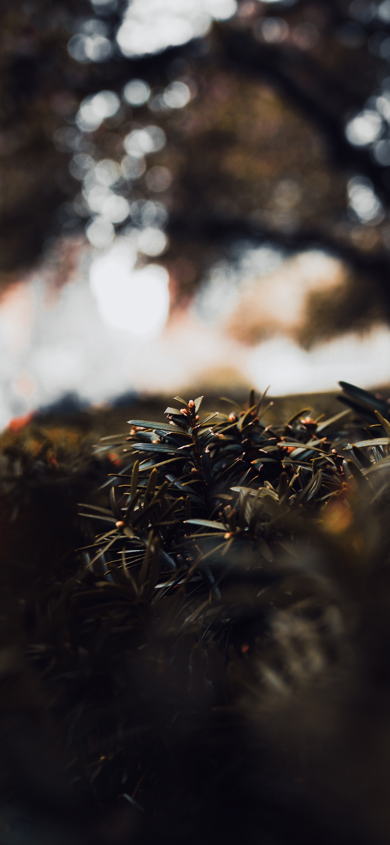 Обои прут, коричневый цвет, лист, солнечный свет, природа в разрешении 1242x2688