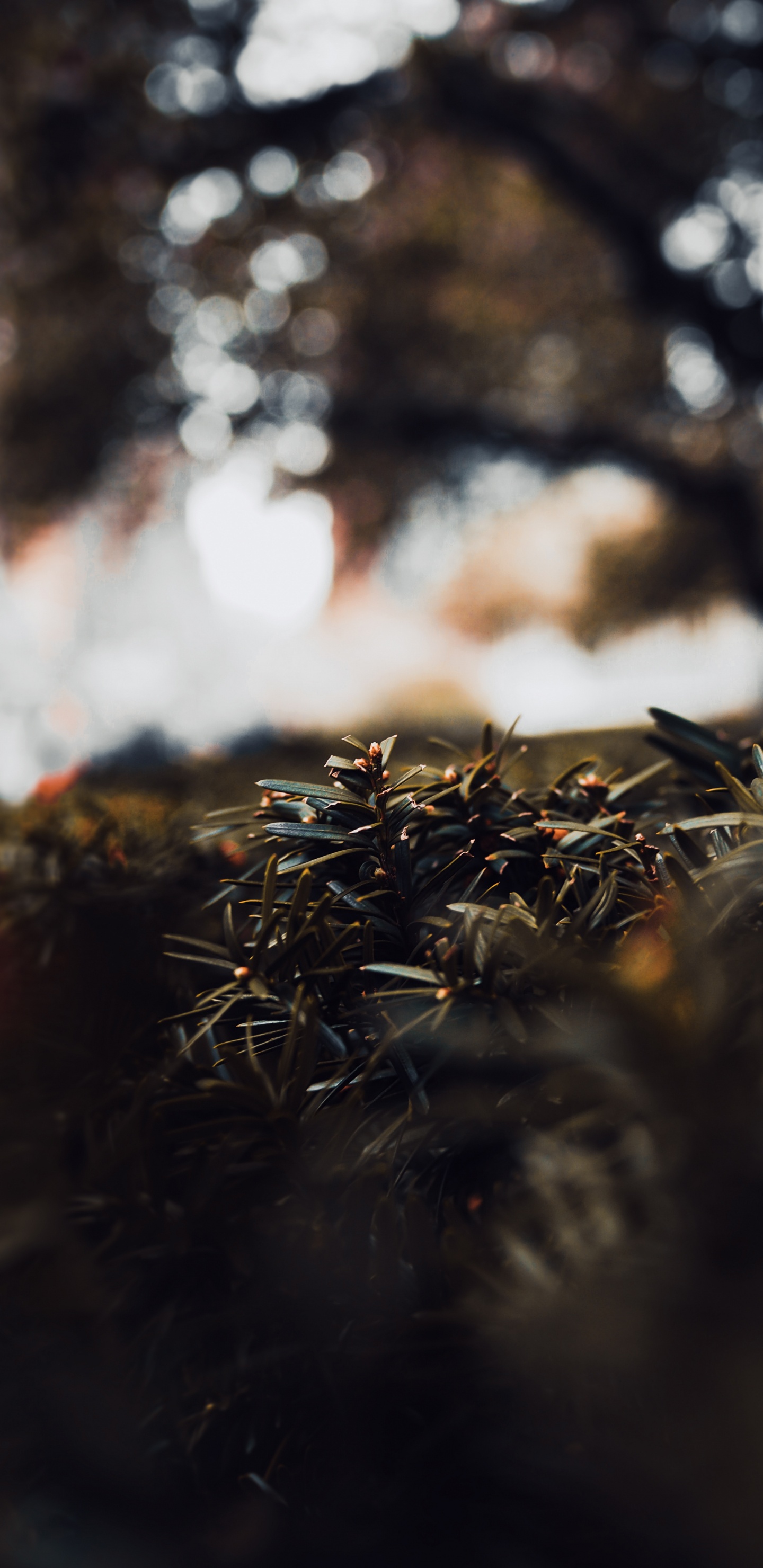 Обои прут, коричневый цвет, лист, солнечный свет, природа в разрешении 1440x2960