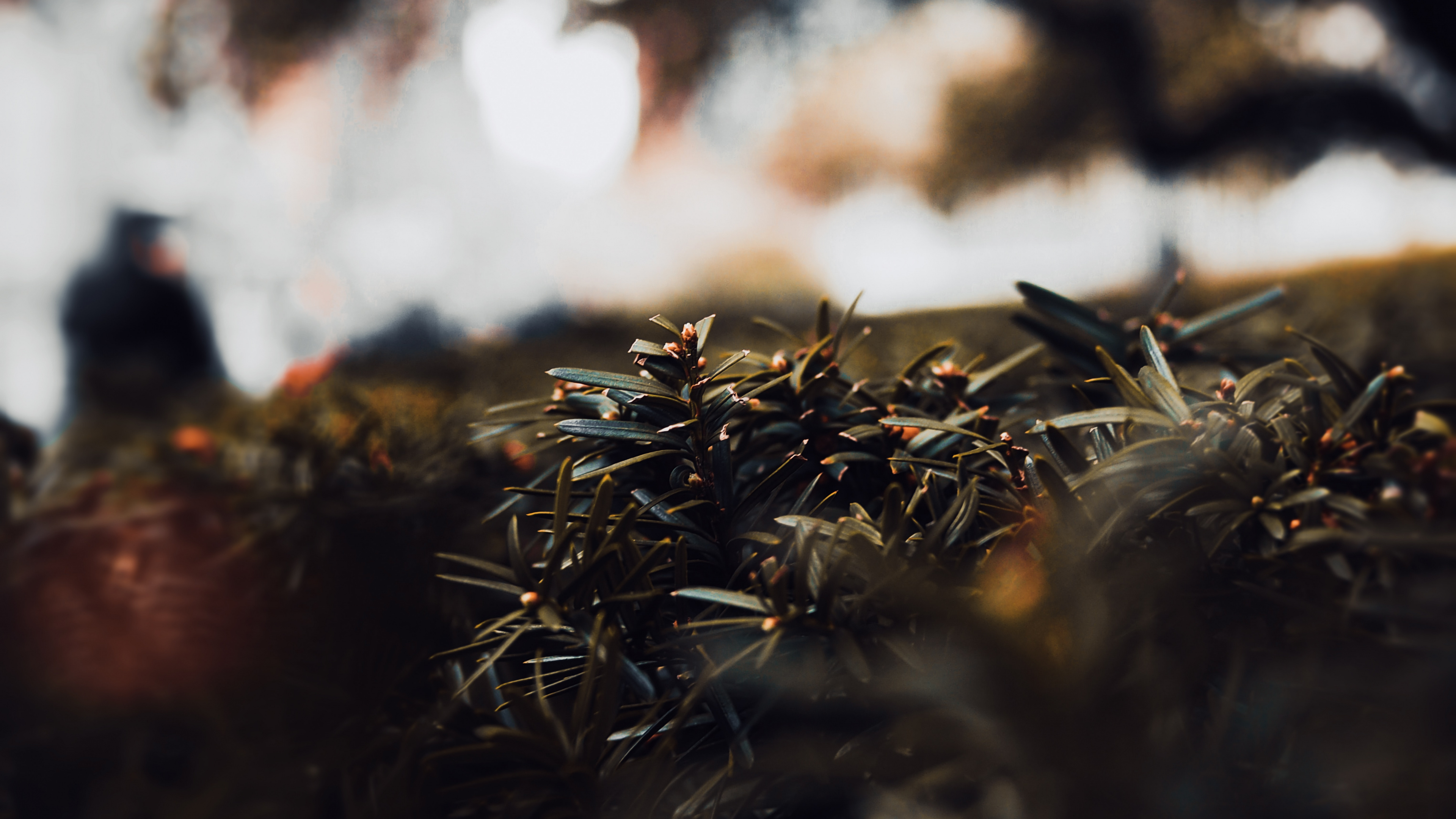 Обои прут, коричневый цвет, лист, солнечный свет, природа в разрешении 3840x2160