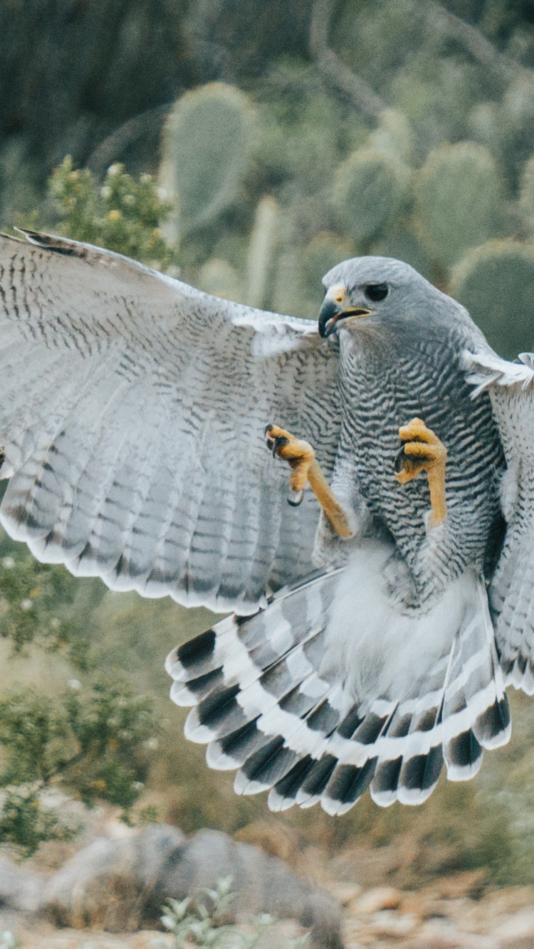 Обои золотой Орел, белобрюхий орлан, Орел, хищная птица, птица в разрешении 750x1334