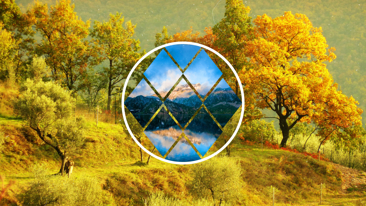 Обои дерево, растение, дневное время, мир, лист в разрешении 1280x720