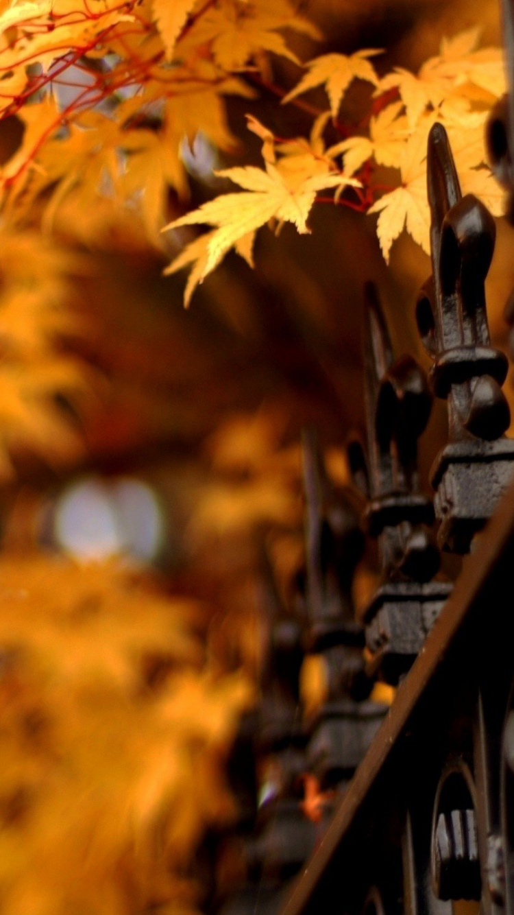 Обои осень, лист, дерево, желтый, листопадные в разрешении 750x1334