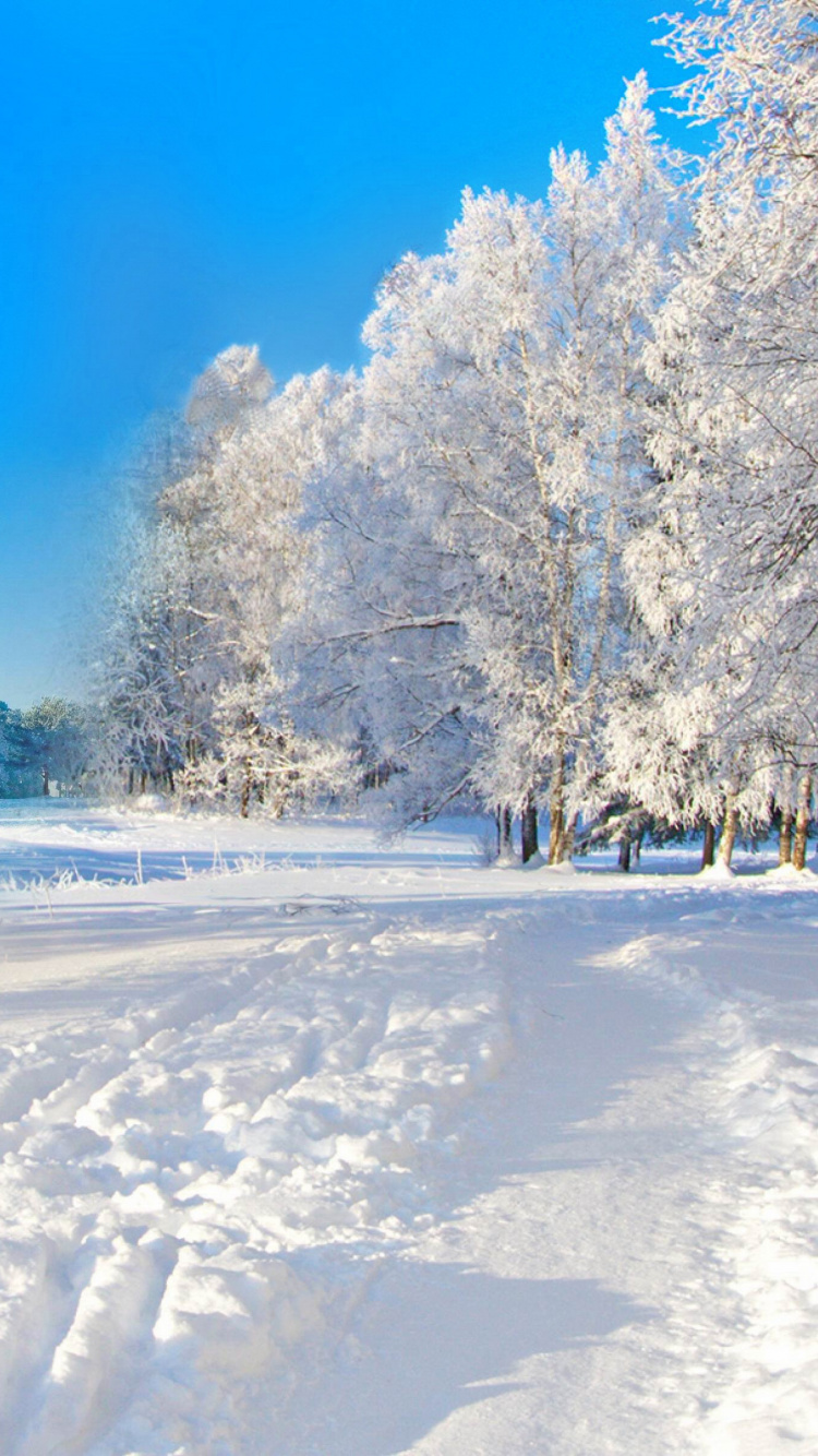 Обои зима, снег, дерево, замораживание, мороз в разрешении 750x1334