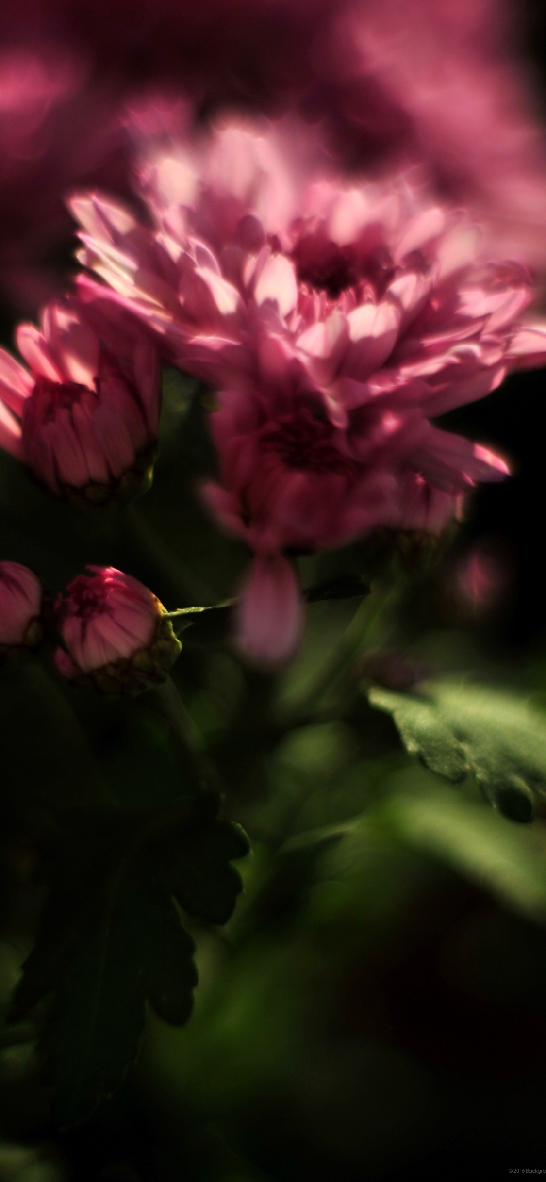 Обои смартфон, Фаблет, цветок, розовый, природа в разрешении 1125x2436