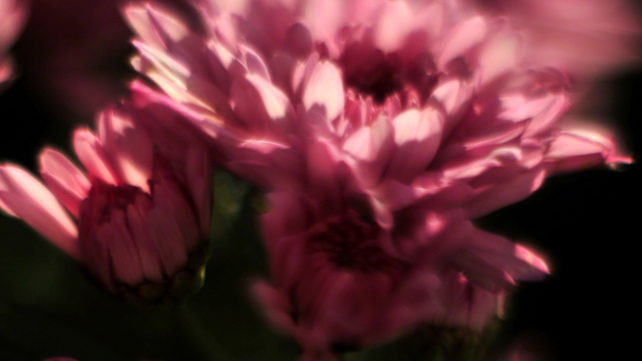 Обои смартфон, Фаблет, цветок, розовый, природа в разрешении 1280x720