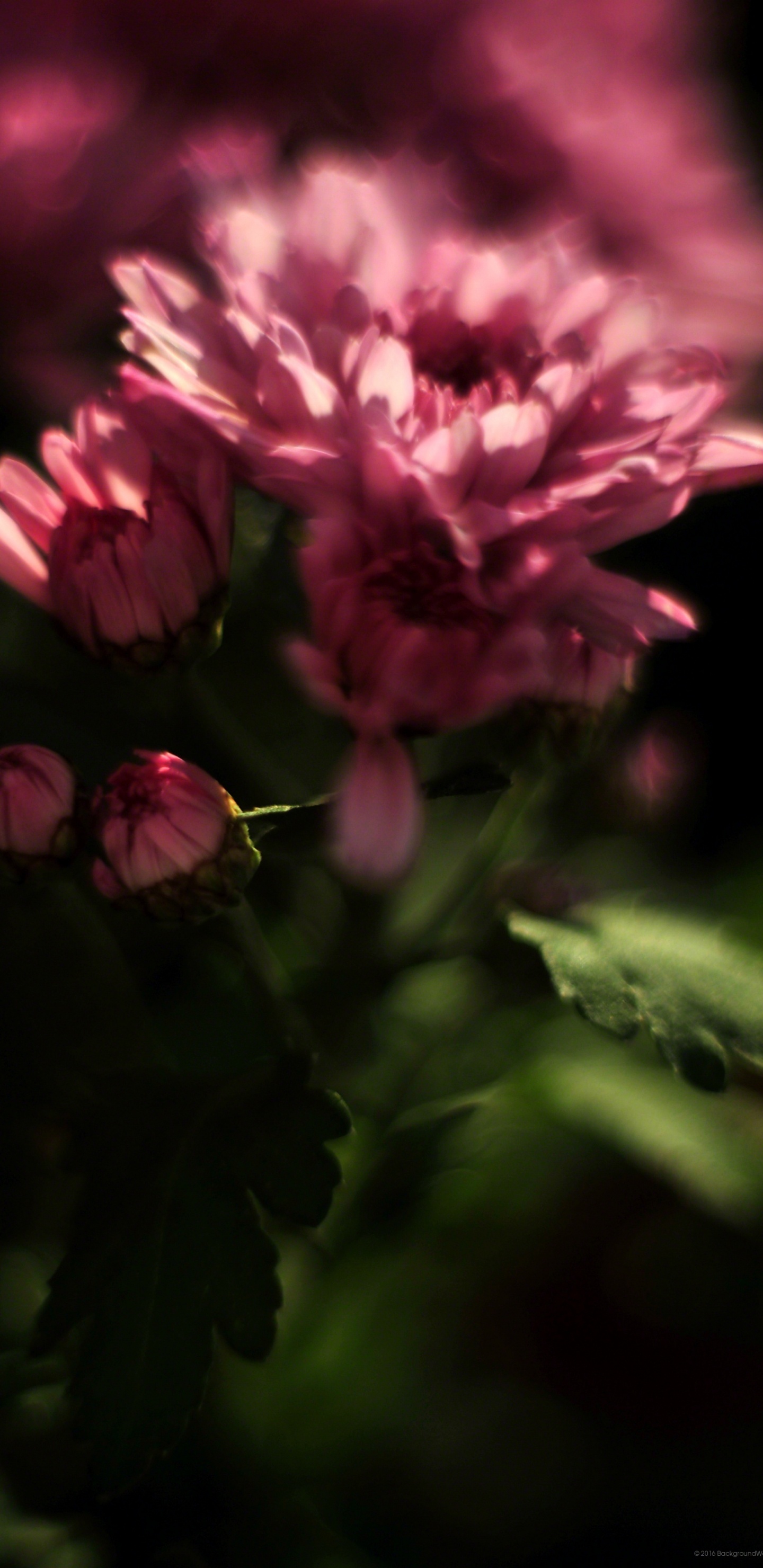 Обои смартфон, Фаблет, цветок, розовый, природа в разрешении 1440x2960