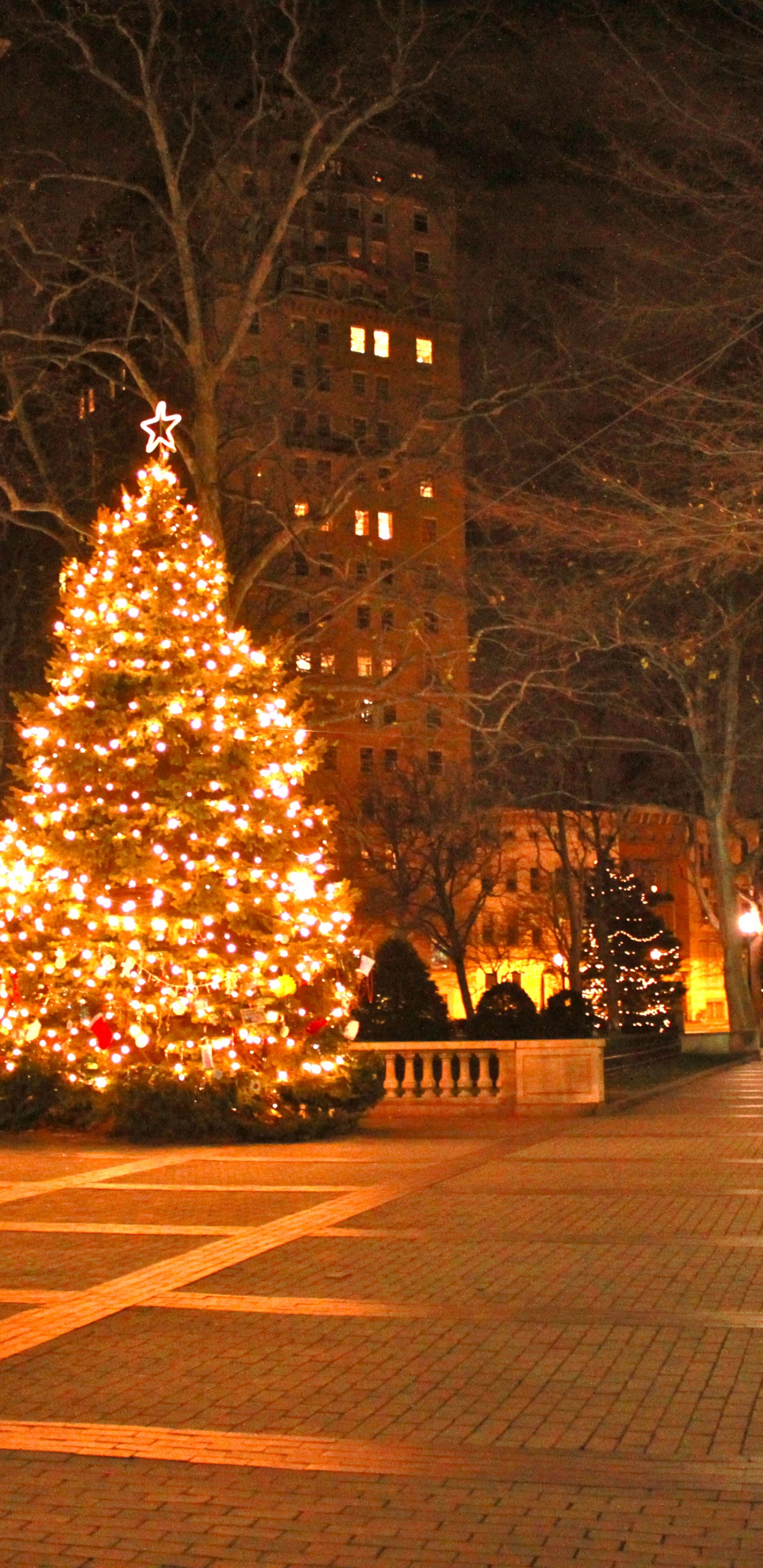 Обои Рождественский день, елка, дерево, ночь, Рождество в разрешении 1440x2960