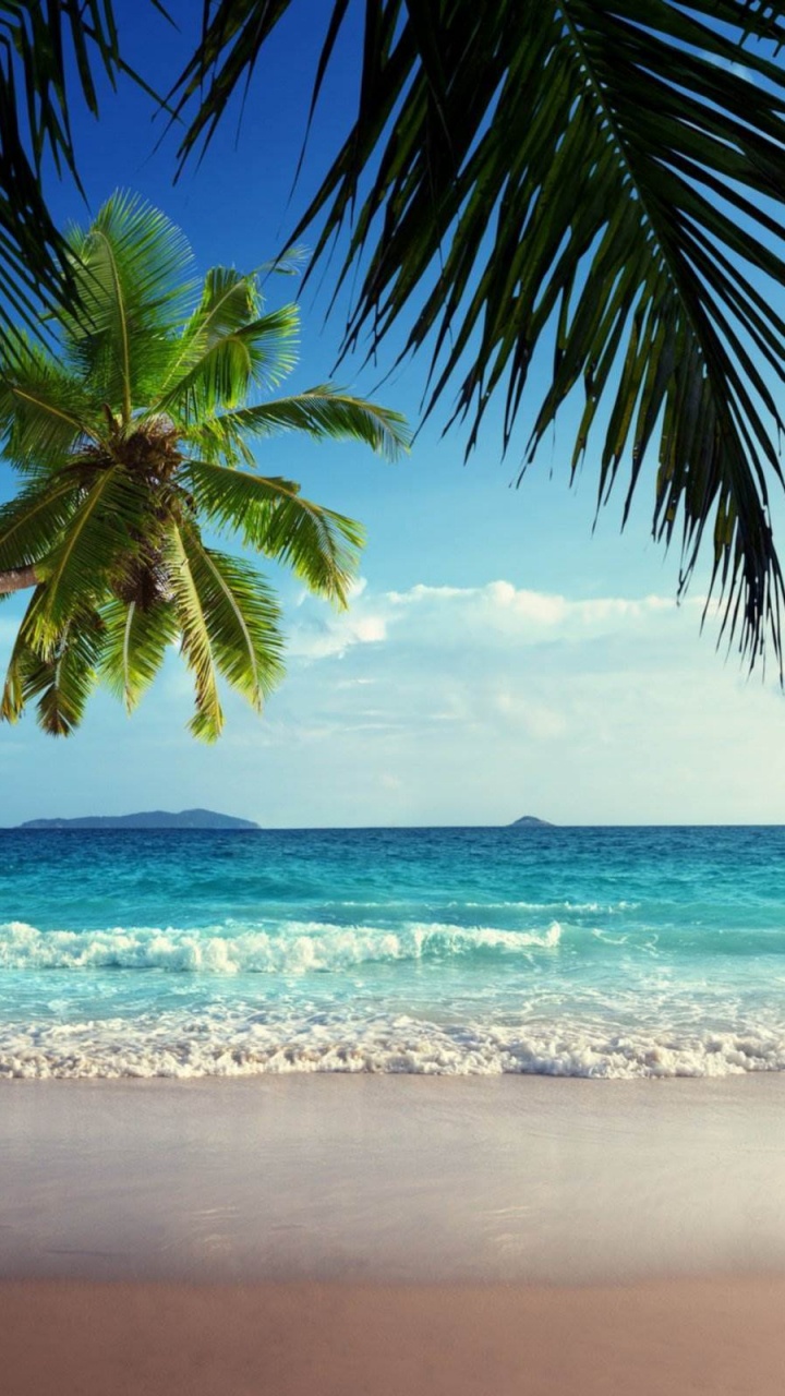 Обои пляж, море, тропическая зона, Пальма, океан в разрешении 720x1280