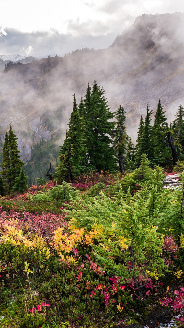 Обои дерево, гостиная комната, природа, растительность, дикая местность в разрешении 720x1280