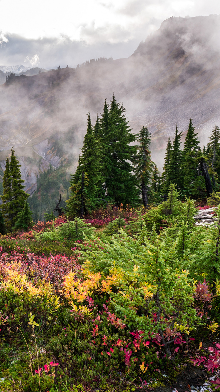 Обои дерево, гостиная комната, природа, растительность, дикая местность в разрешении 750x1334