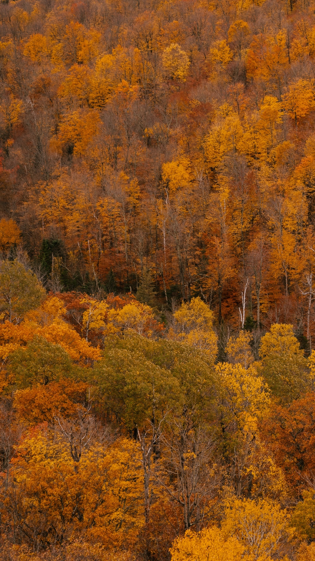 Обои с добрым утром, четверг, коричневый цвет, растительное сообщество, растение в разрешении 1080x1920