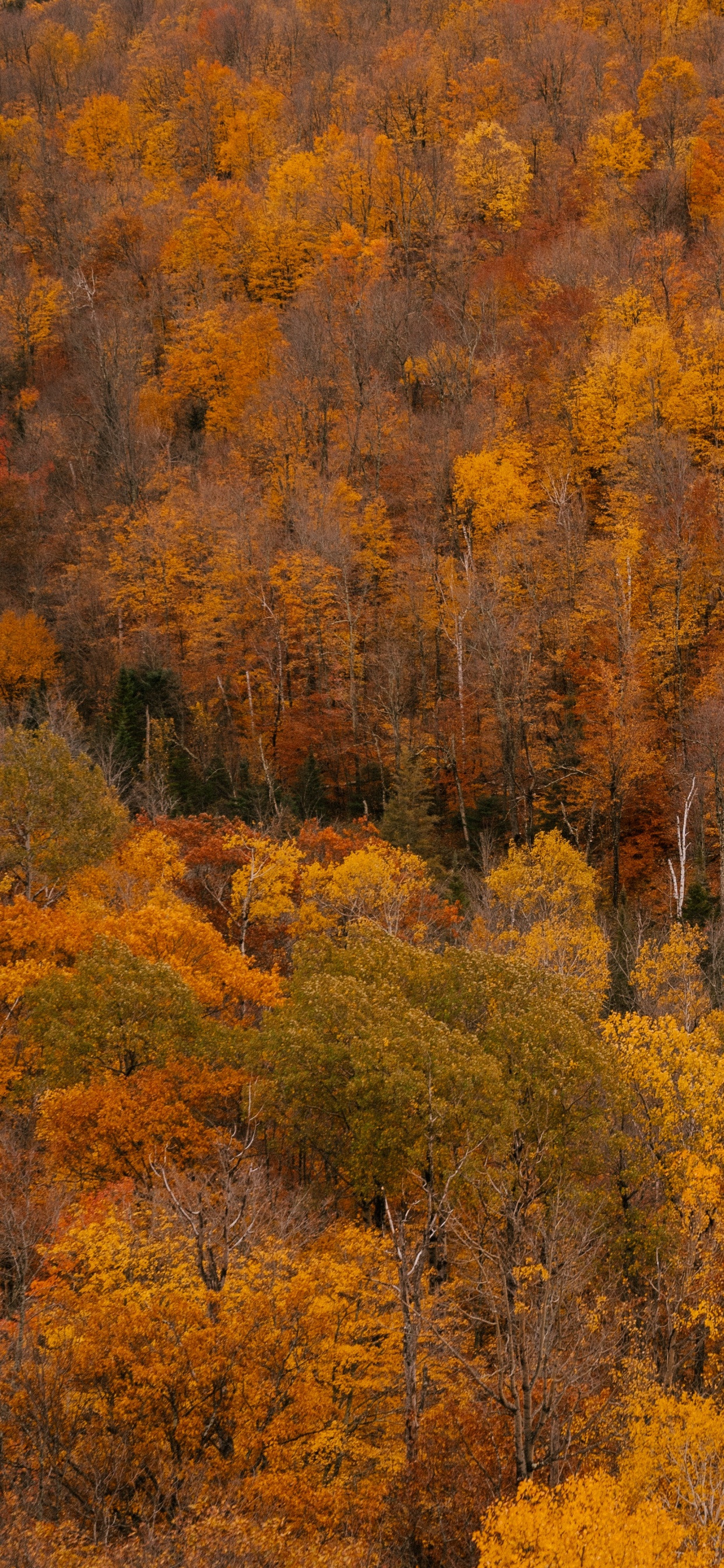 Обои с добрым утром, четверг, коричневый цвет, растительное сообщество, растение в разрешении 1242x2688