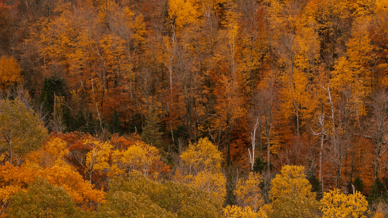 Обои с добрым утром, четверг, коричневый цвет, растительное сообщество, растение в разрешении 1280x720