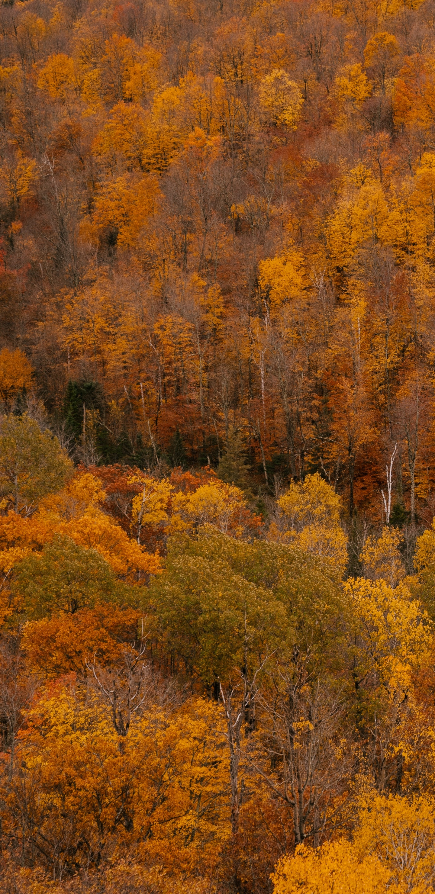 Обои с добрым утром, четверг, коричневый цвет, растительное сообщество, растение в разрешении 1440x2960