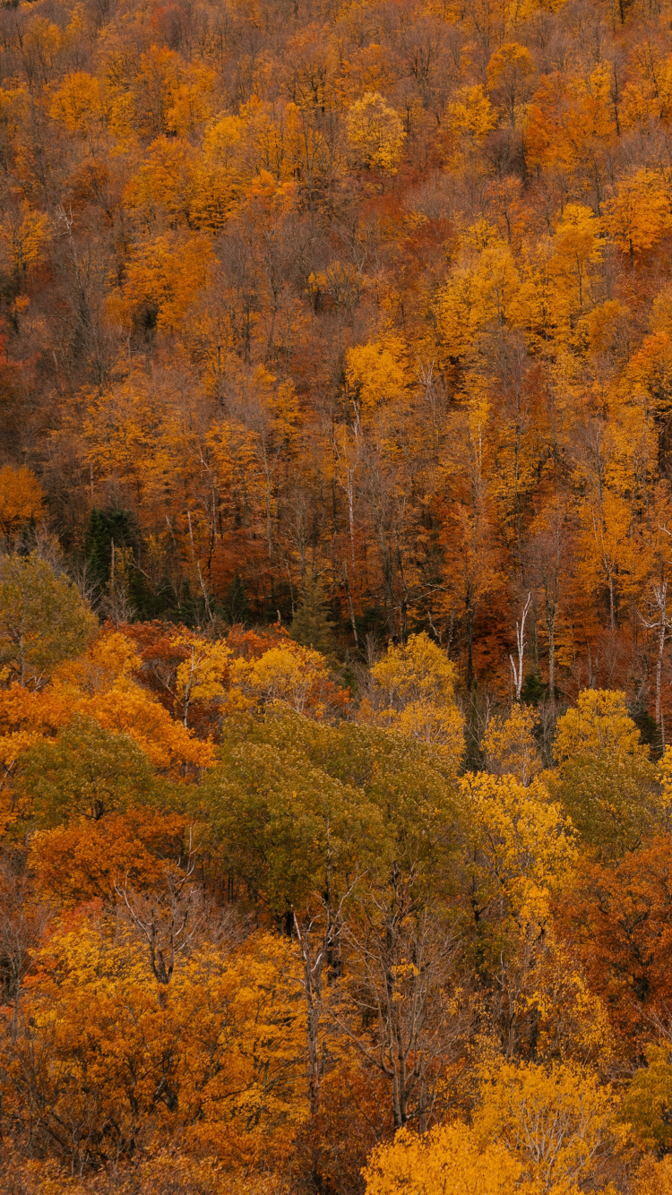 Обои с добрым утром, четверг, коричневый цвет, растительное сообщество, растение в разрешении 750x1334