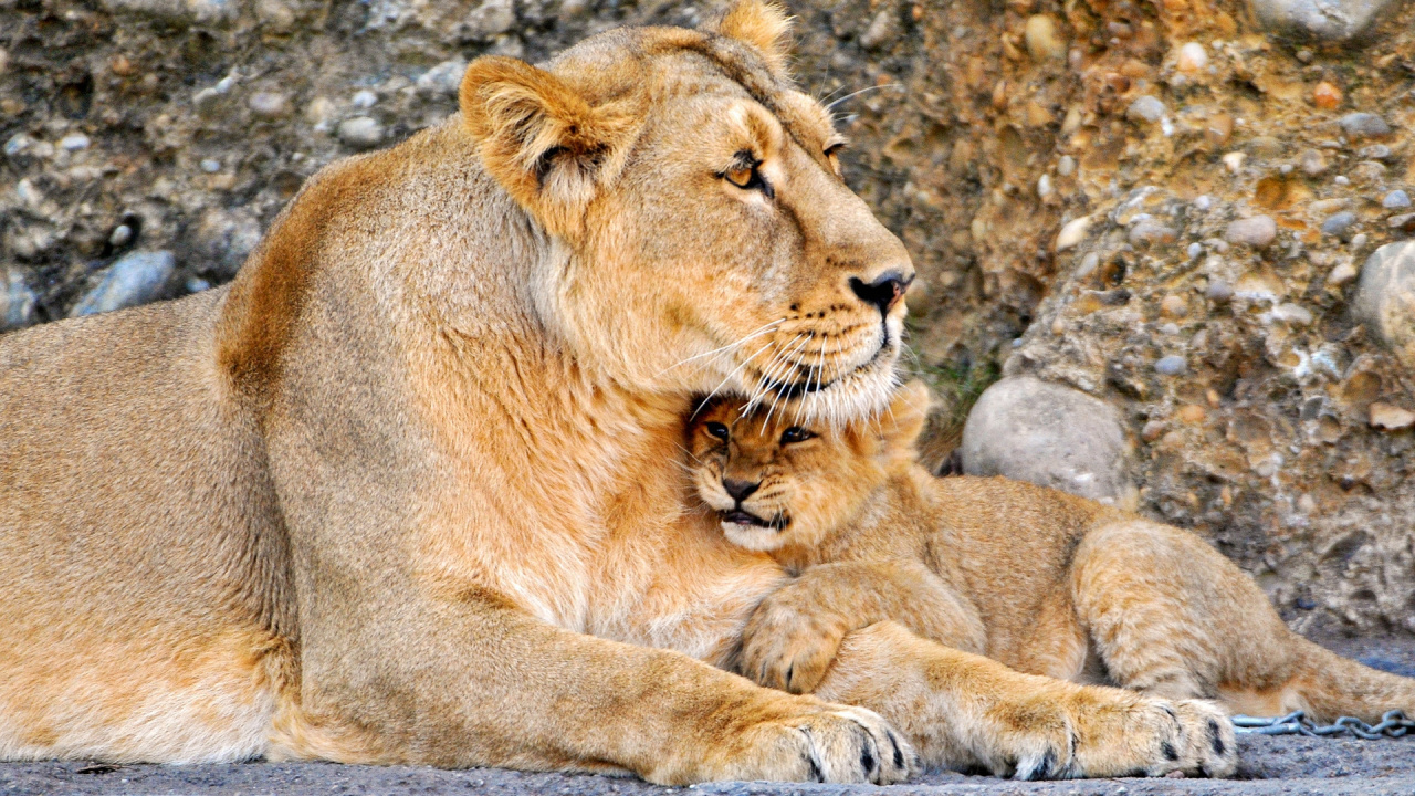 Обои Лев, наземные животные, живая природа, масаи Лев, семья в разрешении 1280x720