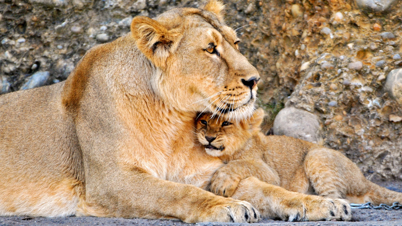 Обои Лев, наземные животные, живая природа, масаи Лев, семья в разрешении 1366x768
