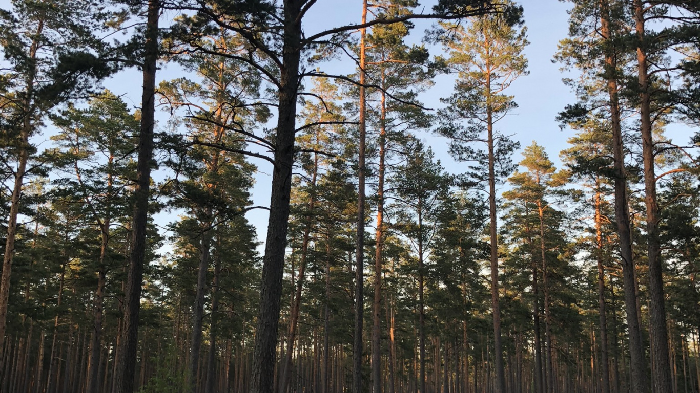 Обои дикая местность, окружающая среда, дерево, лес, роща в разрешении 1366x768