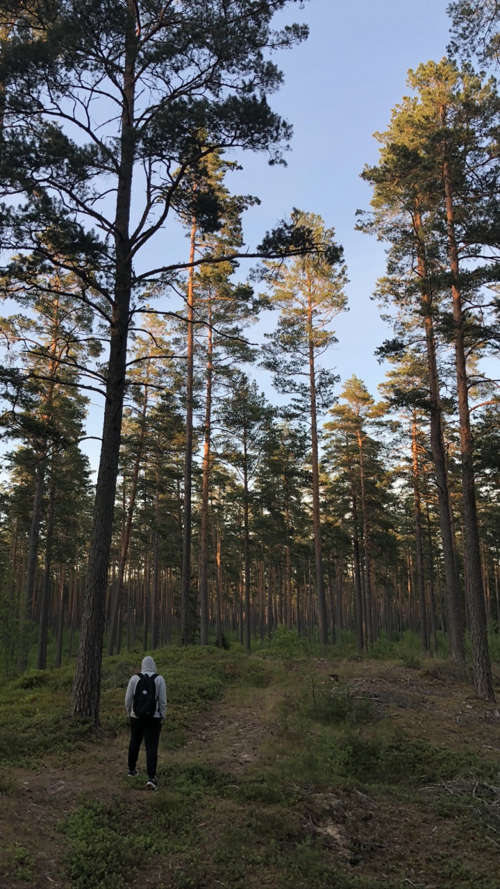 Обои дикая местность, окружающая среда, дерево, лес, роща в разрешении 720x1280
