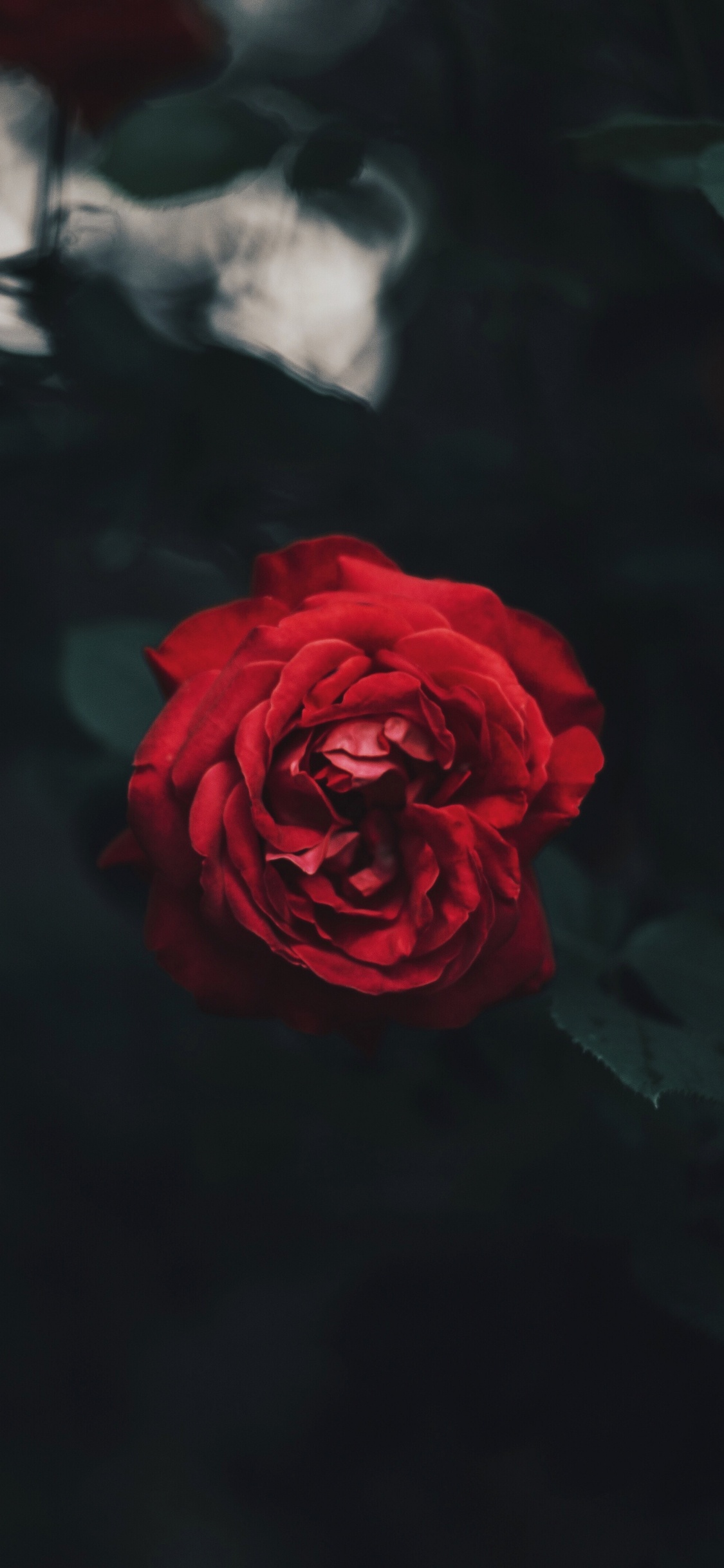Обои цветок, красный цвет, сад роз, Роза, черный в разрешении 1125x2436