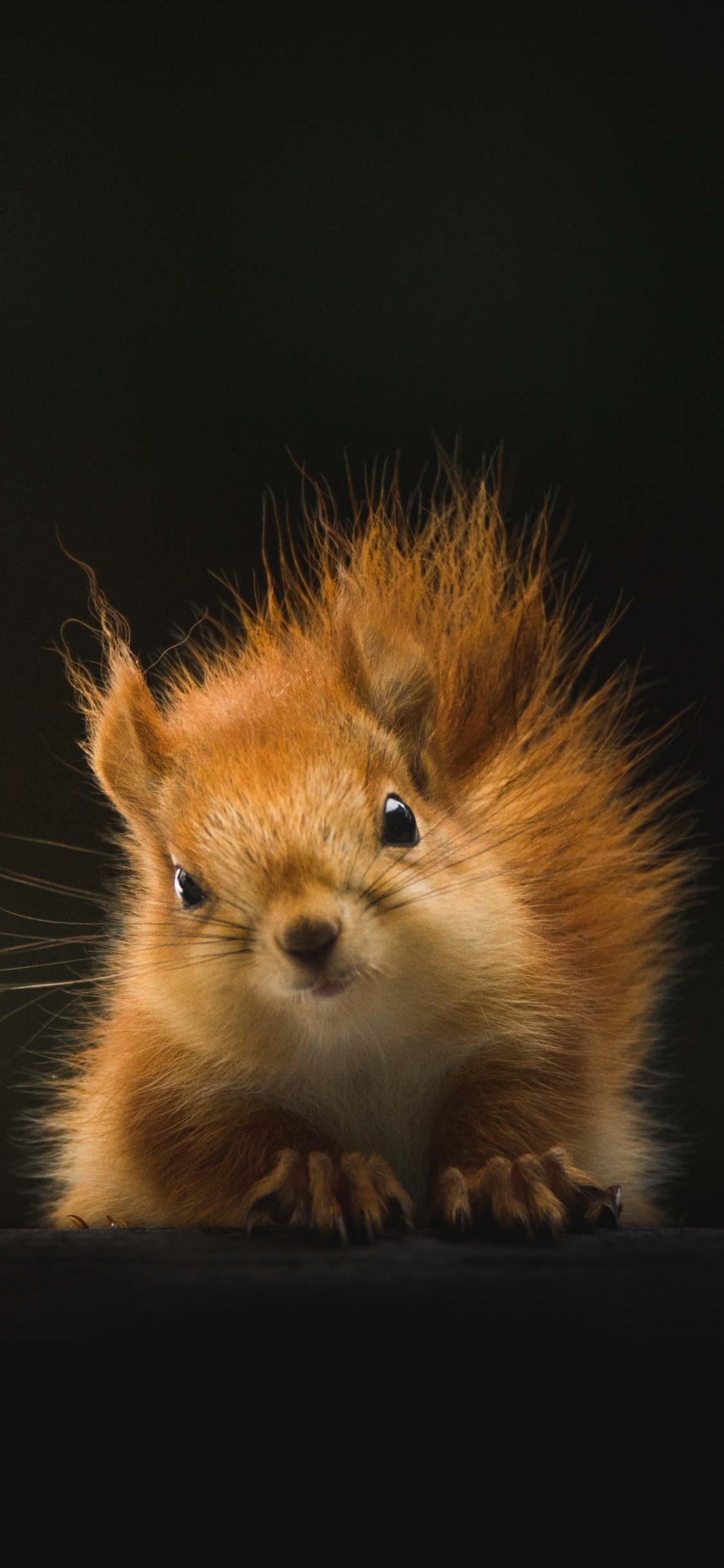 Обои живая природа, бакенбарды, белка, мех, олененок в разрешении 1125x2436