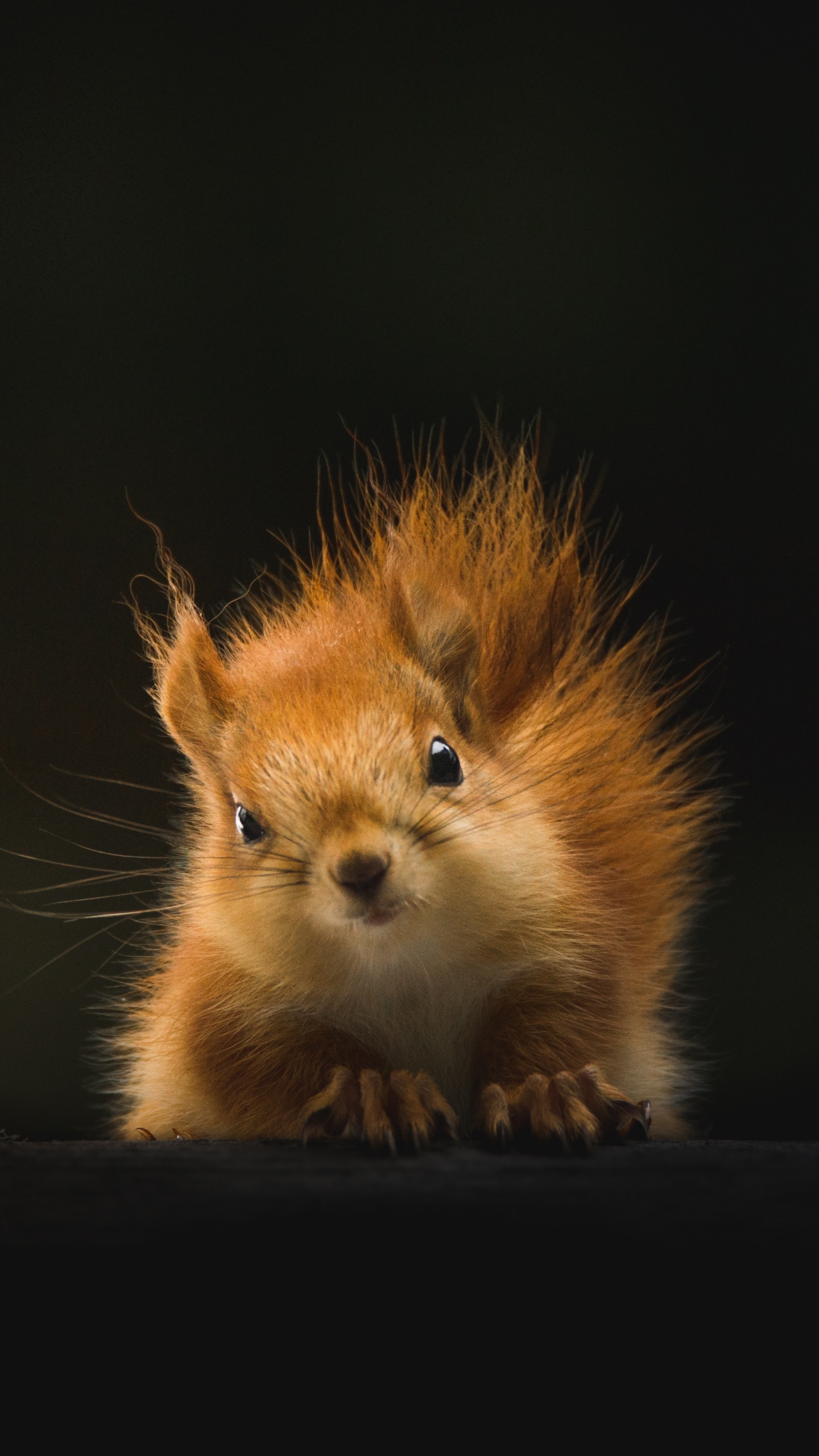 Обои живая природа, бакенбарды, белка, мех, олененок в разрешении 1440x2560