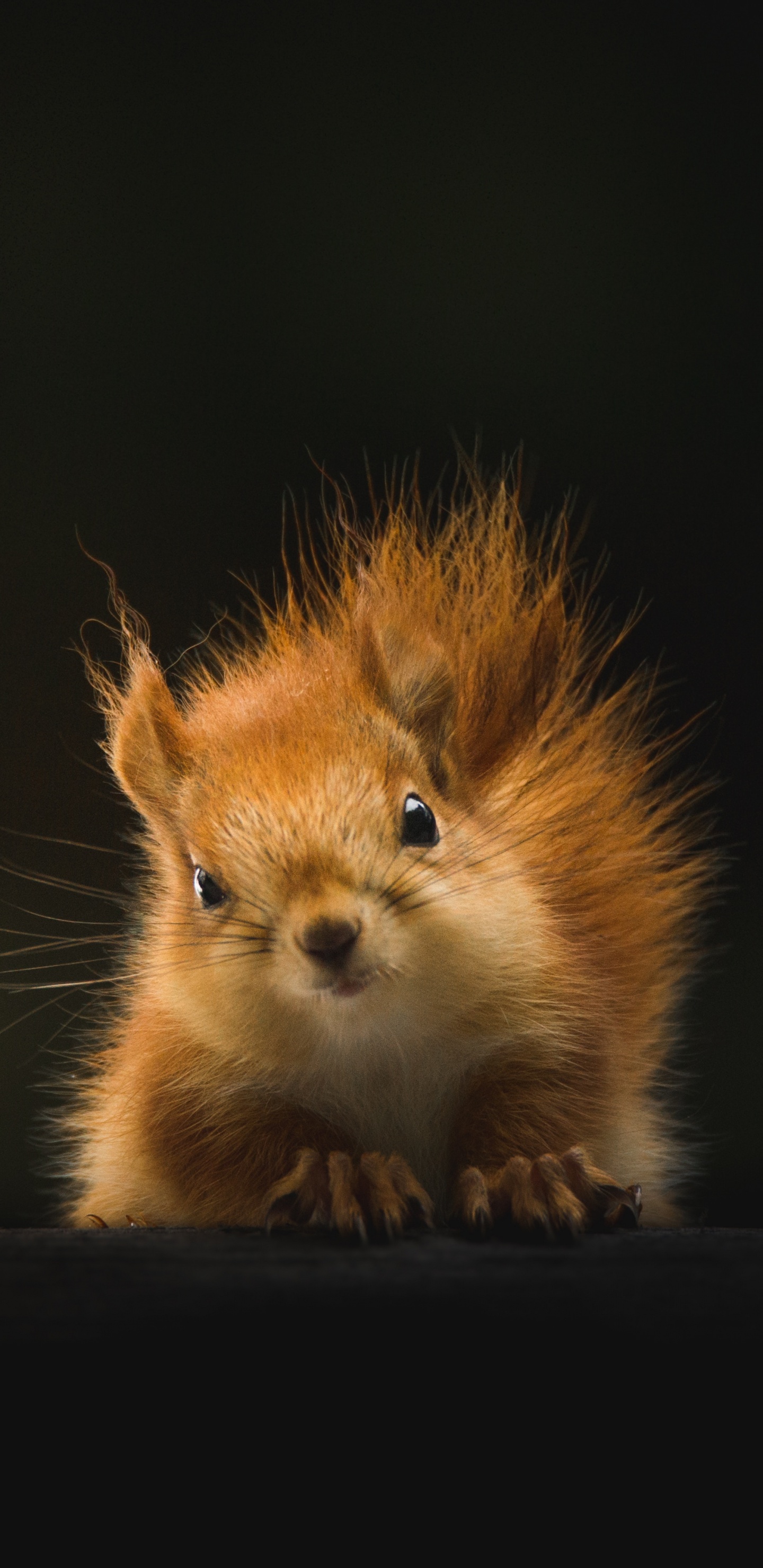 Обои живая природа, бакенбарды, белка, мех, олененок в разрешении 1440x2960