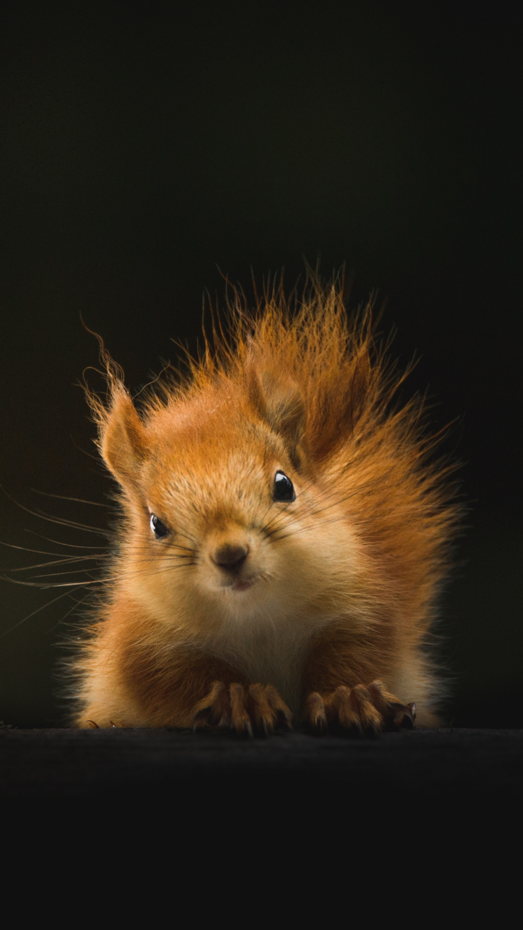 Обои живая природа, бакенбарды, белка, мех, олененок в разрешении 750x1334