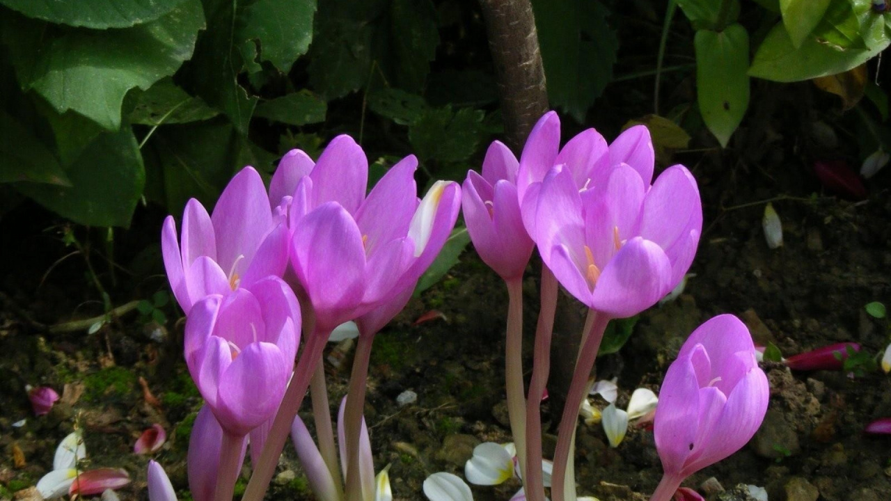 Обои Крокус, цветковое растение, семейства ирисовых, цветник, растение в разрешении 1280x720