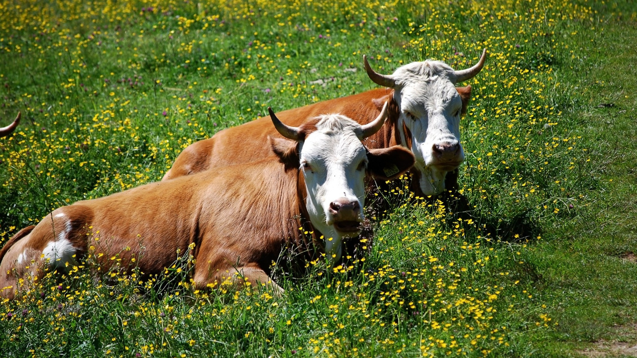 Обои молочный скот, рог, луг, фауна, пастбища в разрешении 1280x720