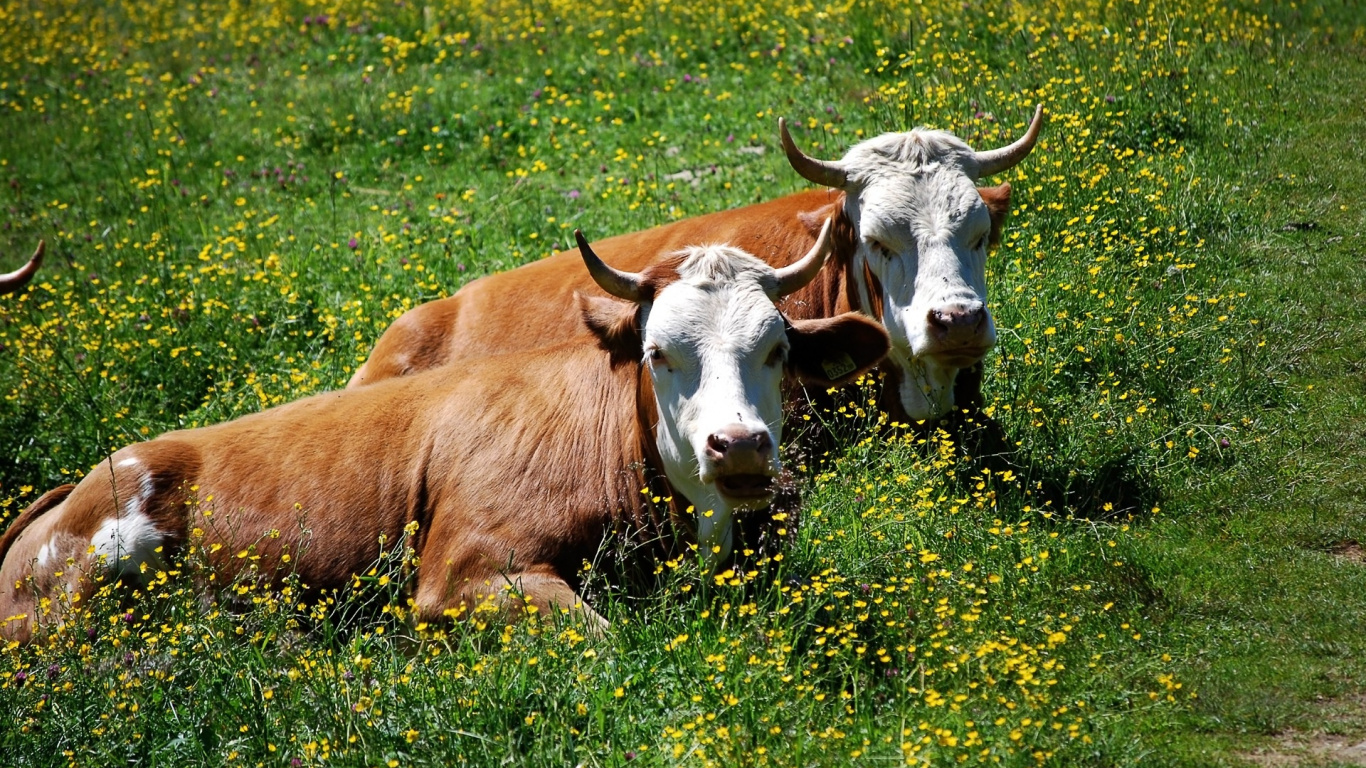 Обои молочный скот, рог, луг, фауна, пастбища в разрешении 1366x768