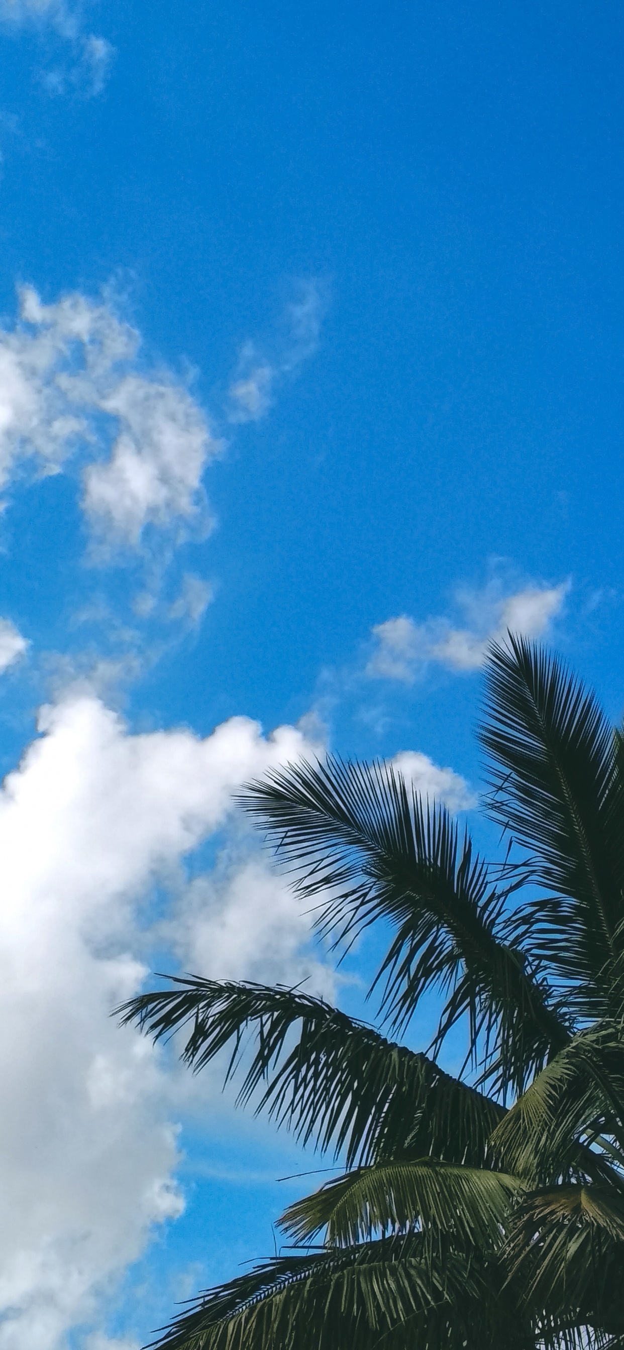 Обои ветвь, пальмовые рощи, лист, синий, дерево в разрешении 1242x2688