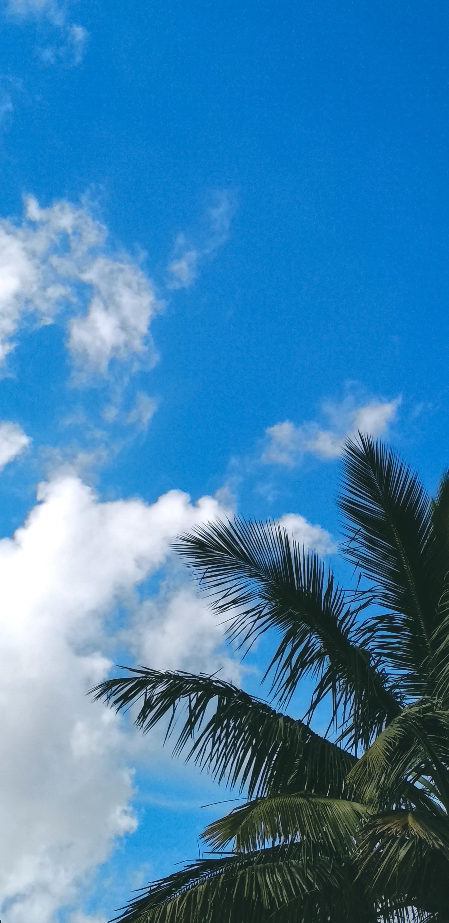 Обои ветвь, пальмовые рощи, лист, синий, дерево в разрешении 1440x2960