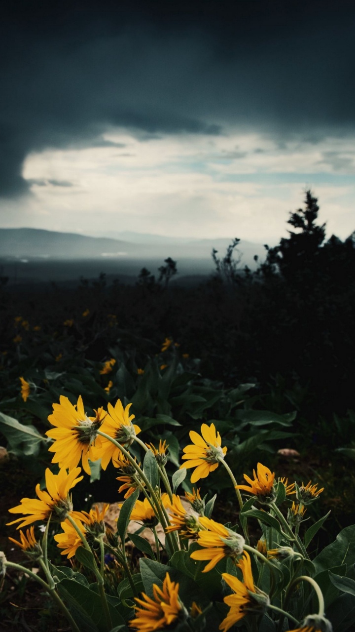 Обои полевой цветок, цветок, облако, растение, растительное сообщество в разрешении 720x1280