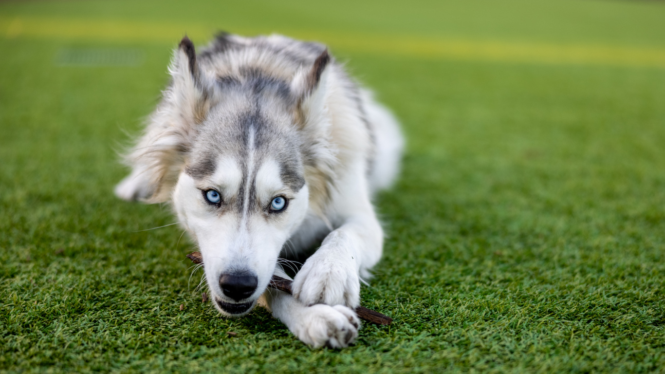 Обои хаски, Себирская Хаски, щенок, глаз, датский дог в разрешении 1366x768