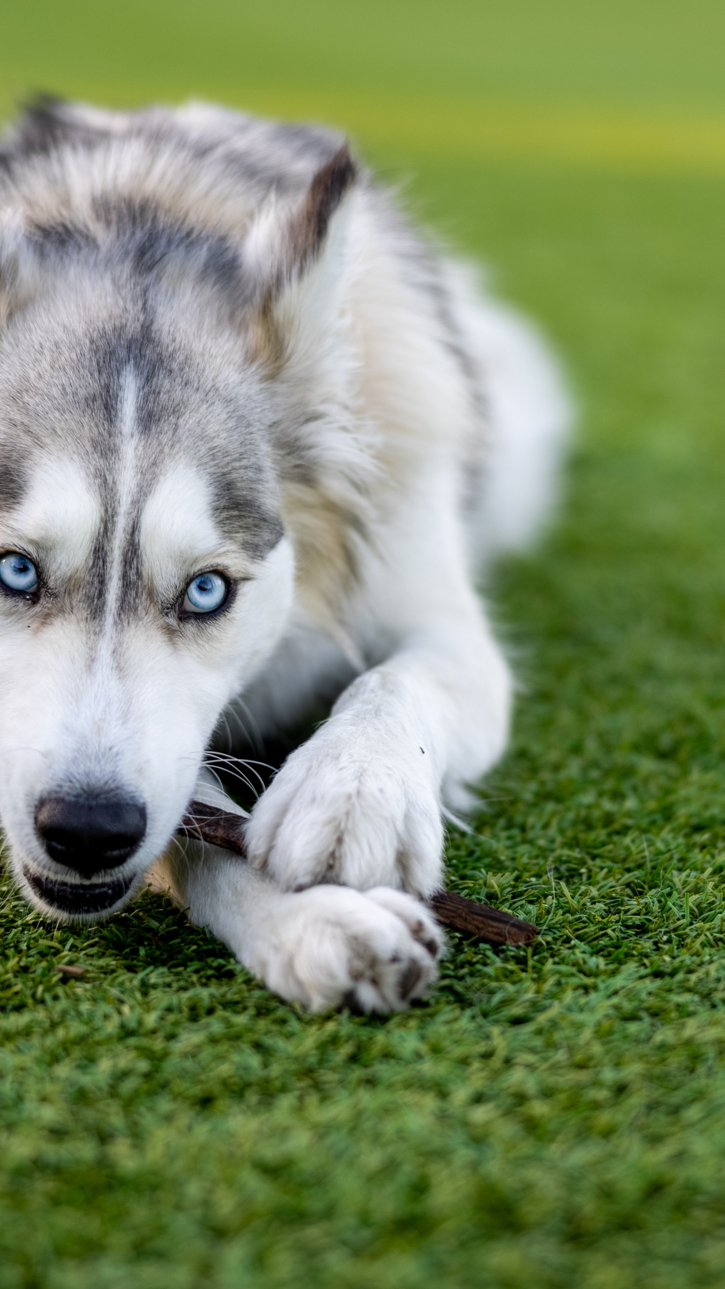 Обои хаски, Себирская Хаски, щенок, глаз, датский дог в разрешении 1440x2560