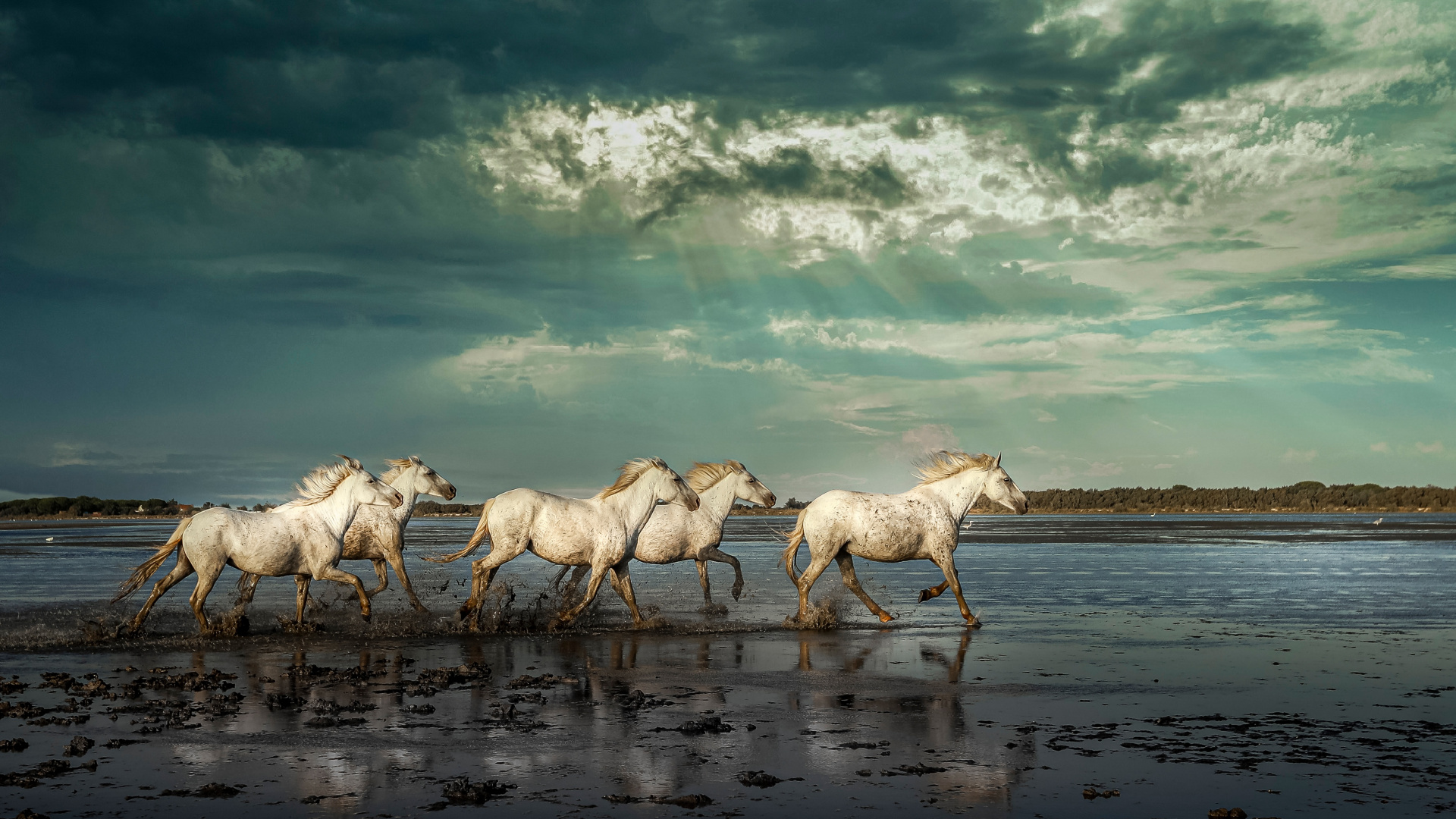 Обои конь, Мустанг, облако, вода, экорегион в разрешении 1920x1080