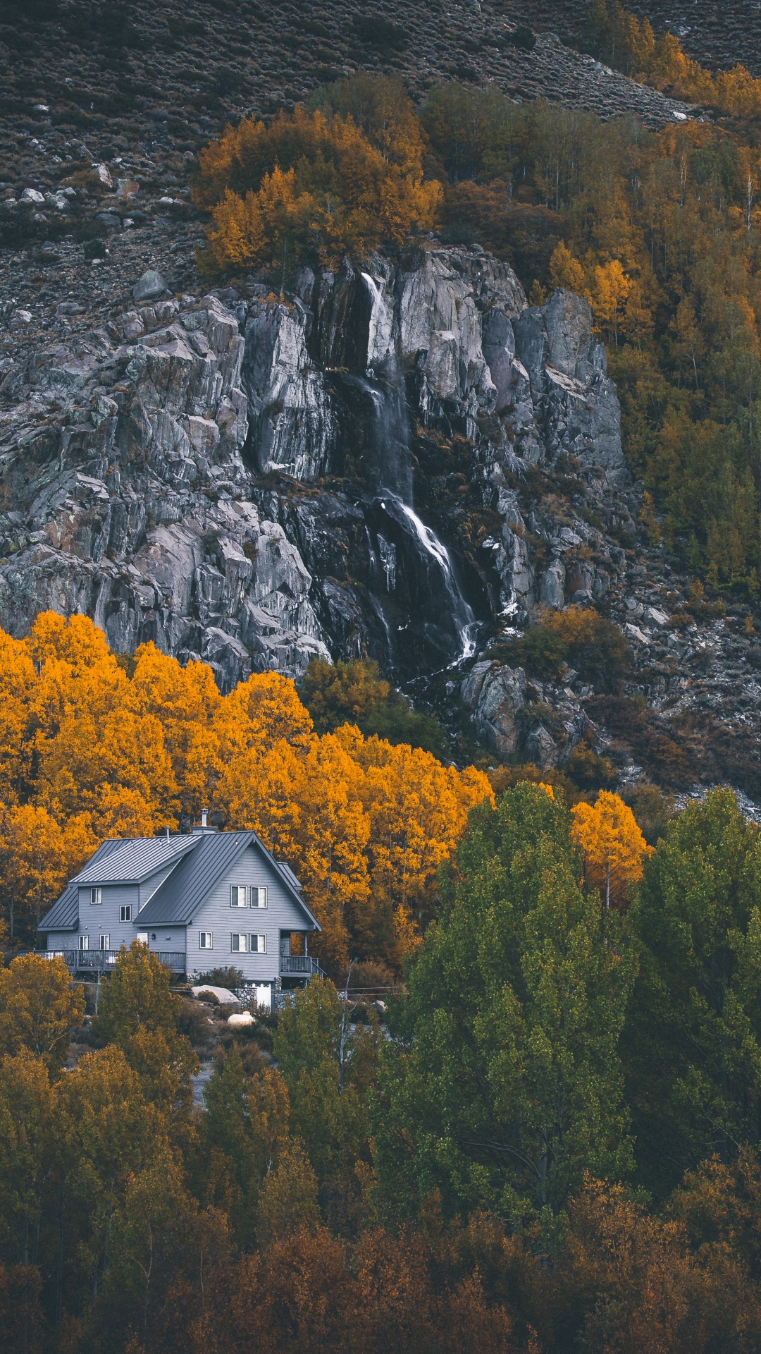 Обои природа, лист, дерево, дикая местность, природный ландшафт в разрешении 1080x1920