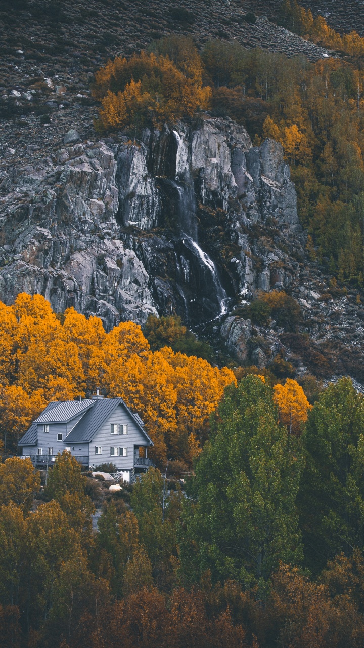 Обои природа, лист, дерево, дикая местность, природный ландшафт в разрешении 720x1280