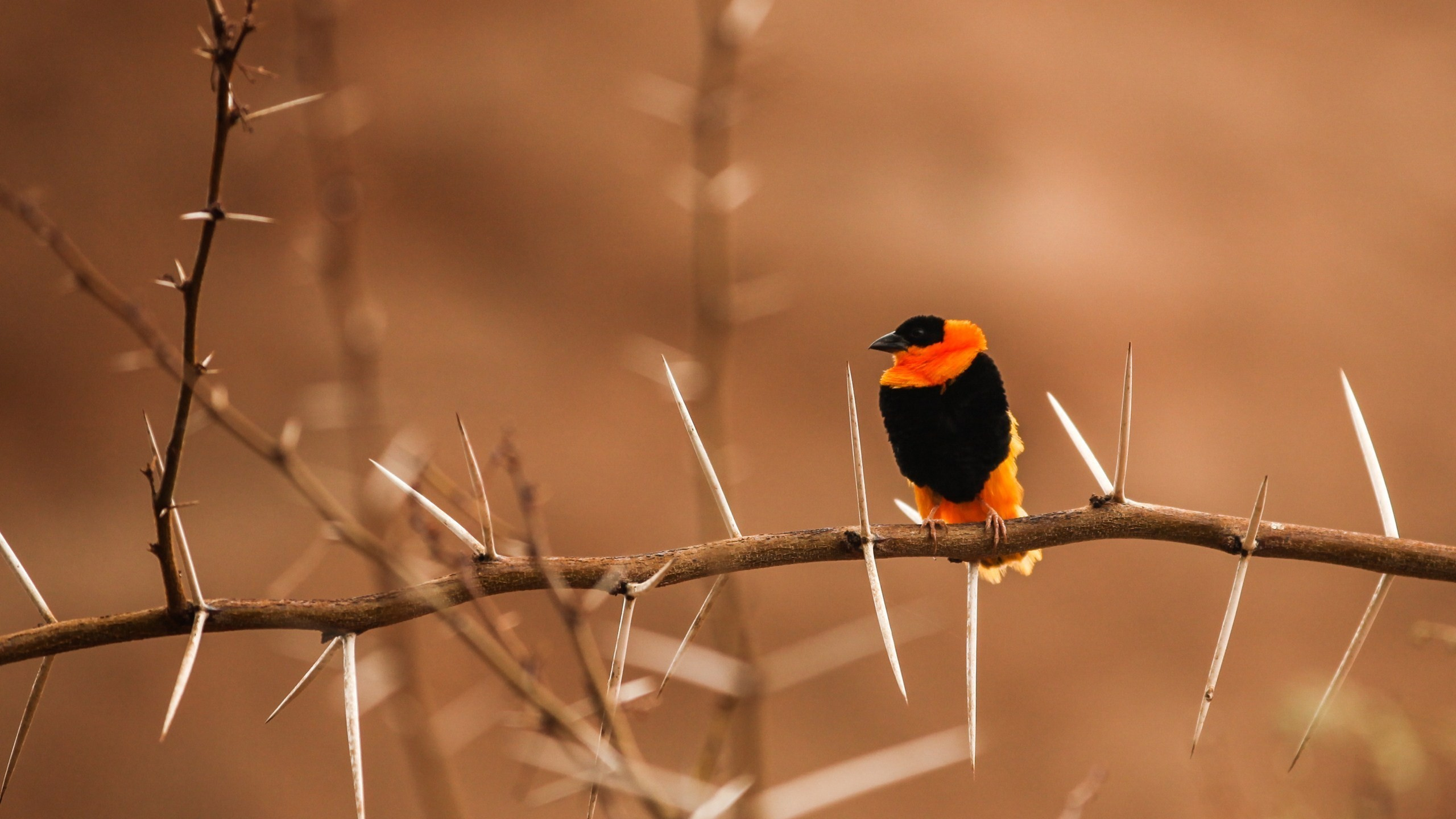 Обои клюв, птица, ветвь, прут, воробьиные птицы в разрешении 2560x1440