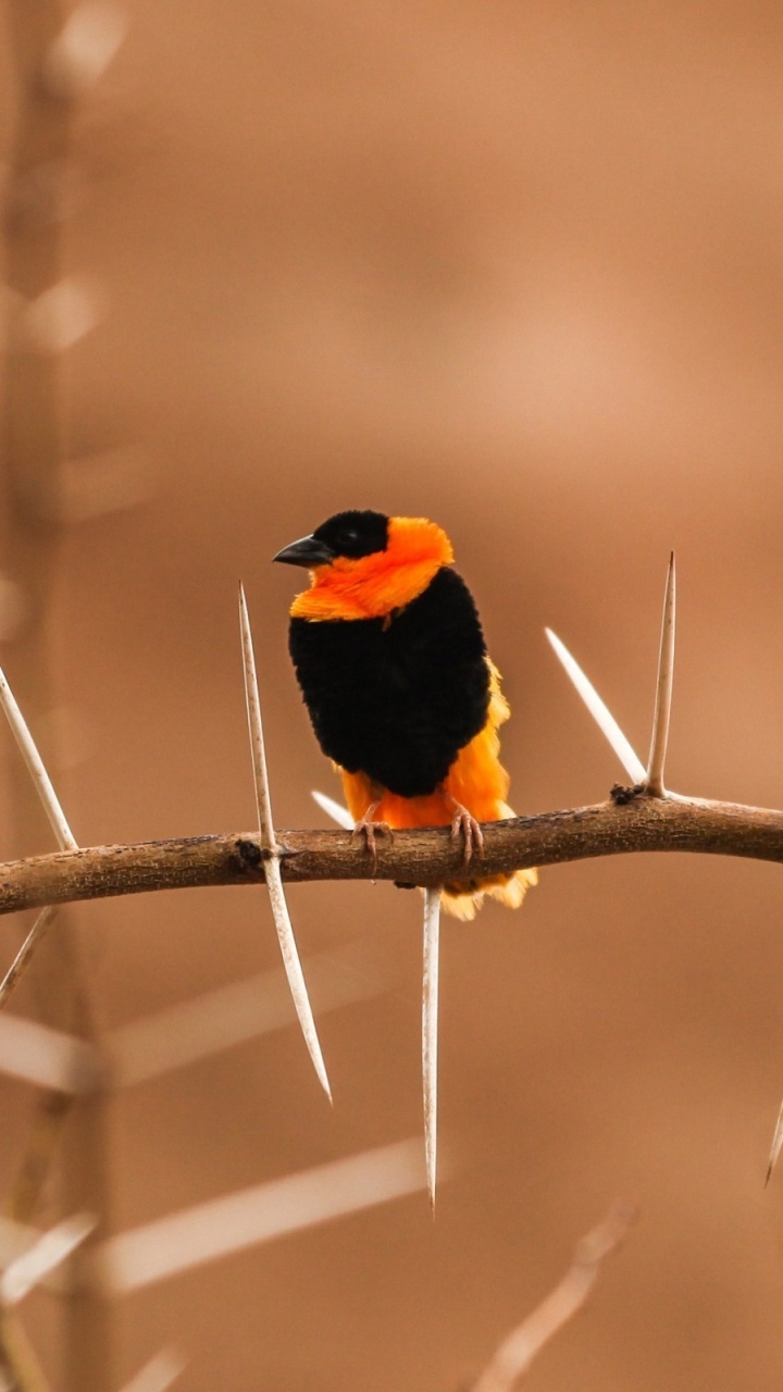 Обои клюв, птица, ветвь, прут, воробьиные птицы в разрешении 720x1280