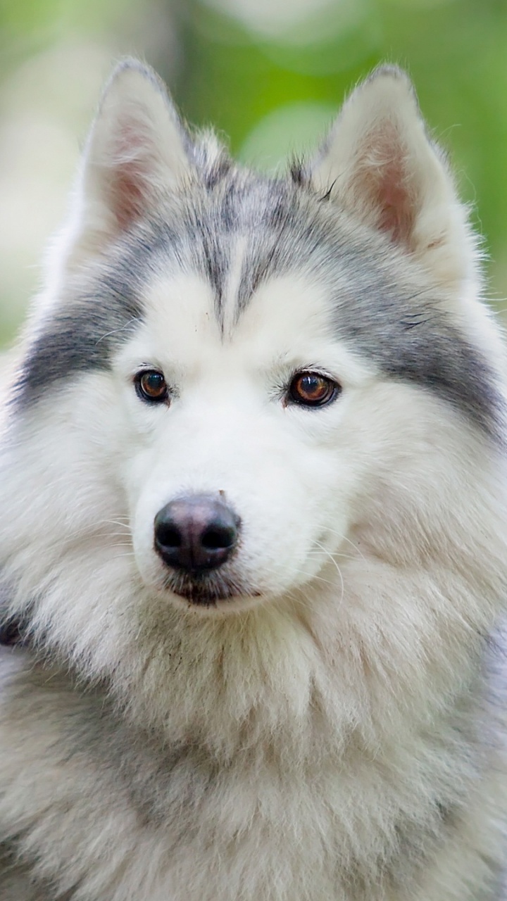 Обои пес, Себирская Хаски, щенок, аляскинский маламут, хаски в разрешении 720x1280