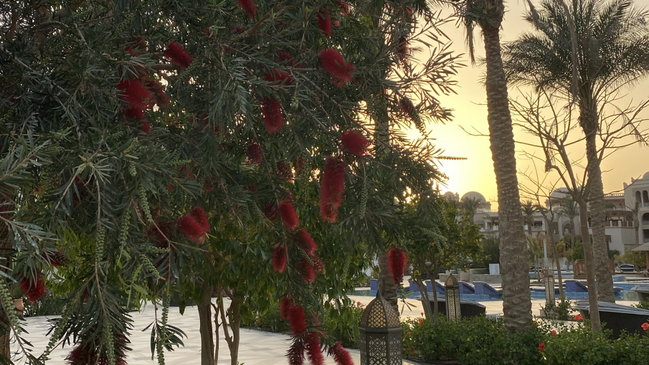 Обои Флора, цветковое растение, цветок, пальмовые рощи, растение в разрешении 1280x720