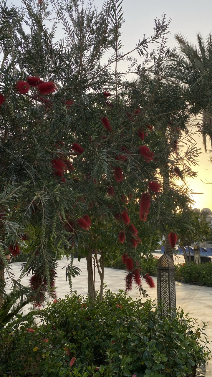 Обои Флора, цветковое растение, цветок, пальмовые рощи, растение в разрешении 720x1280